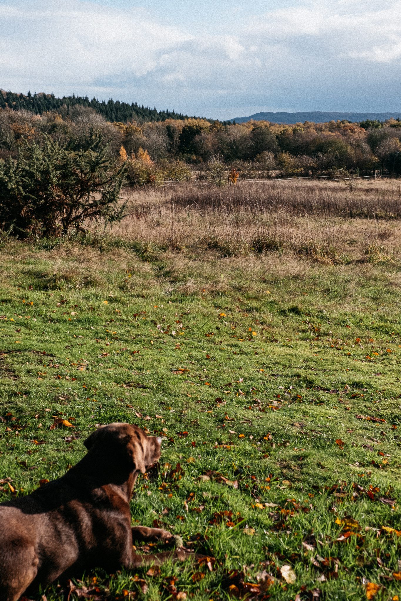 The dog loved it! 