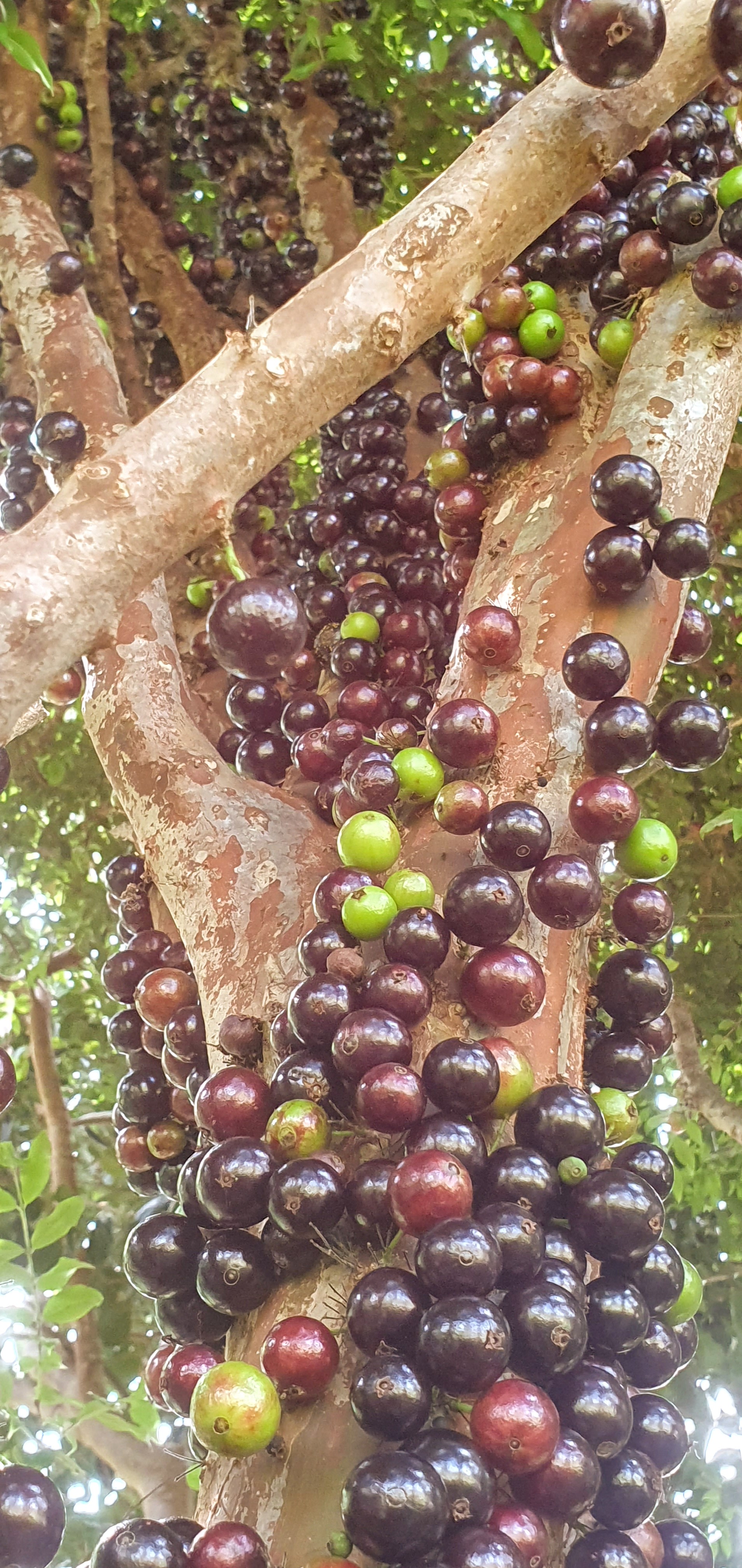 "JALUM" Undulating Farmland!