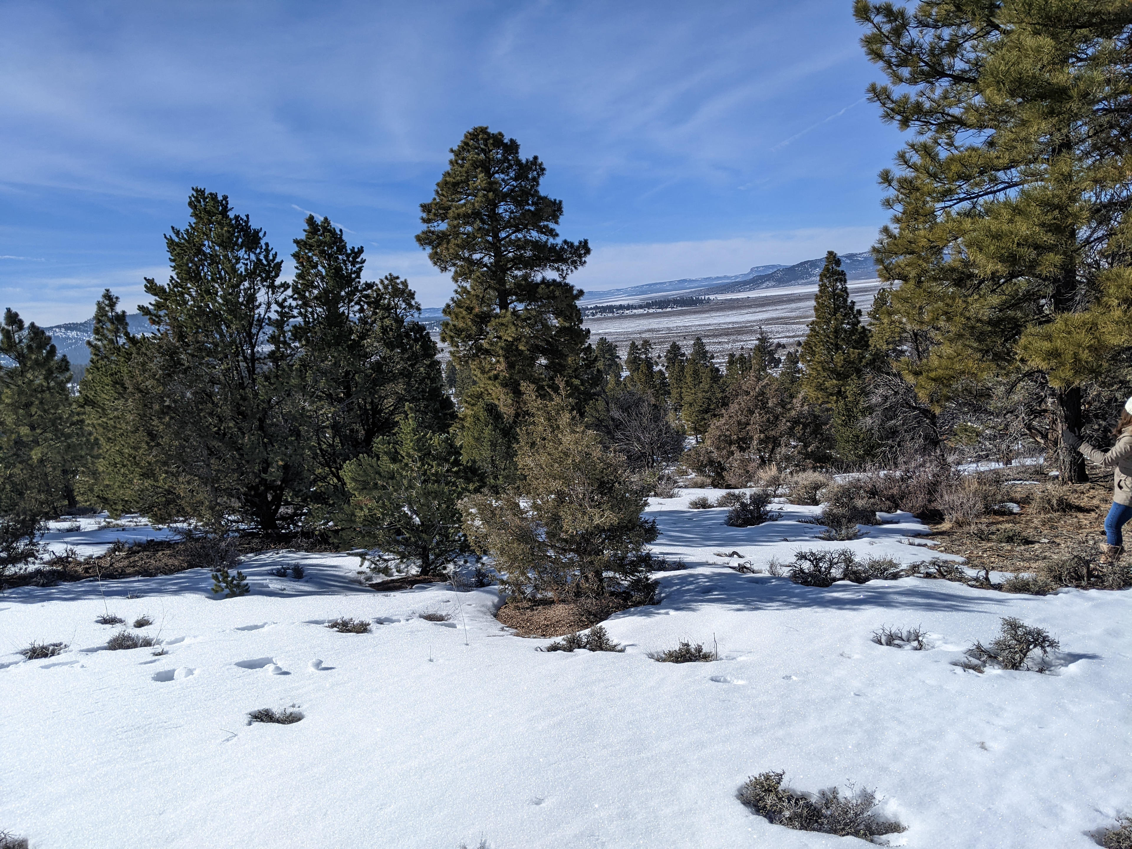 Pine View Ranch