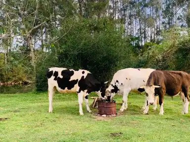 Bellinger River Camping