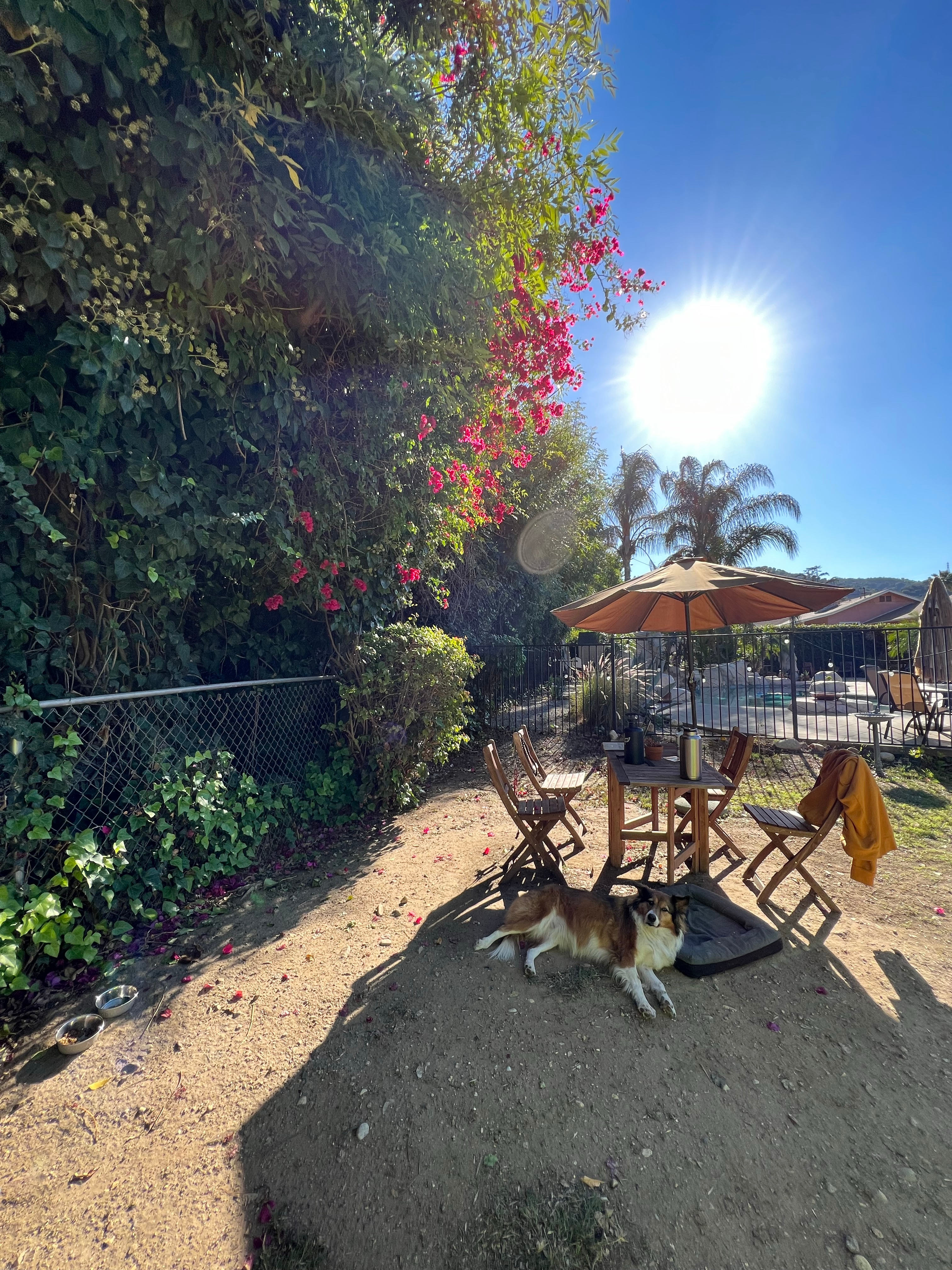 The yard was a beautiful place to call an office for a day