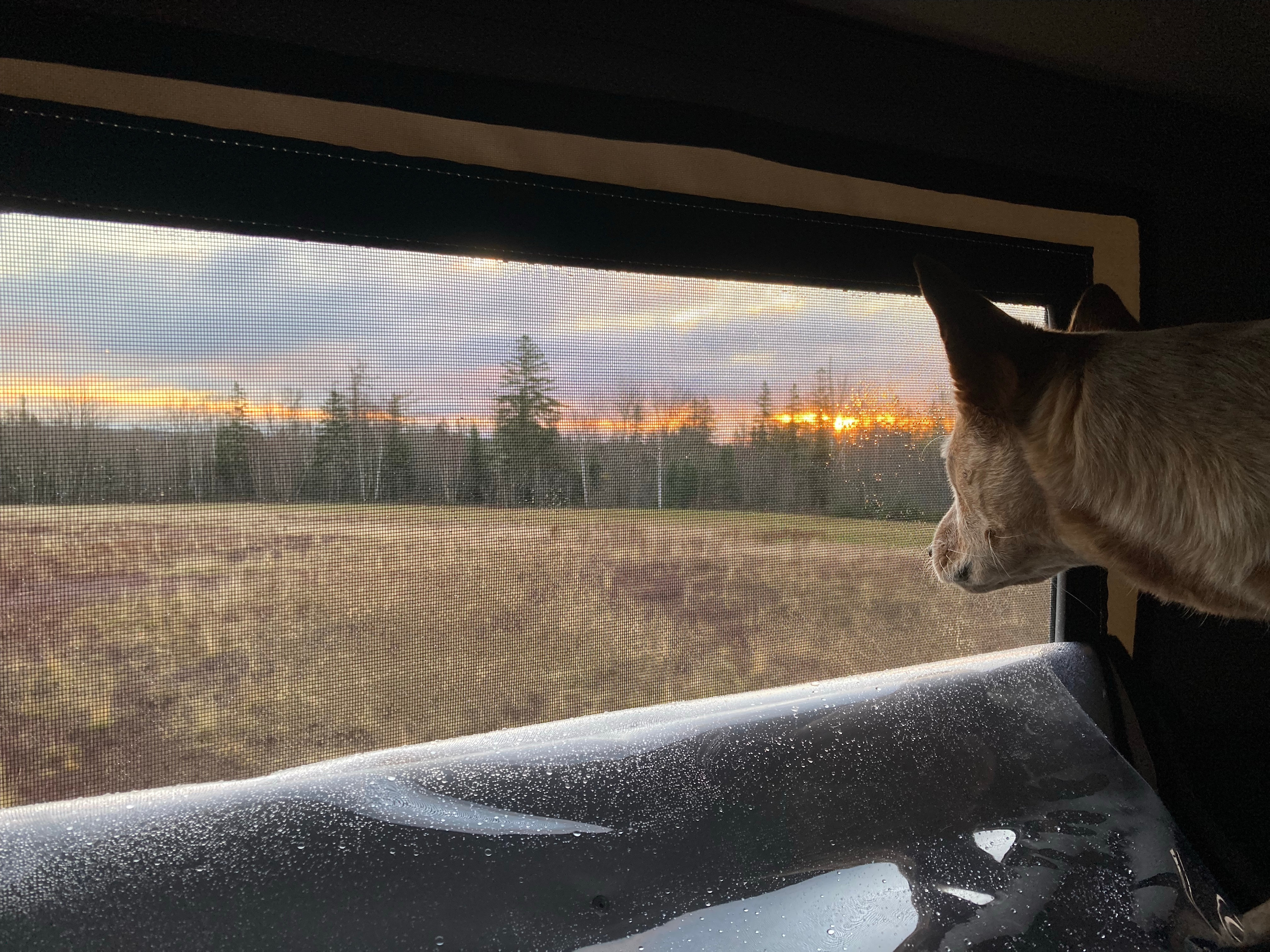 Blueberry Land Tent Platforms