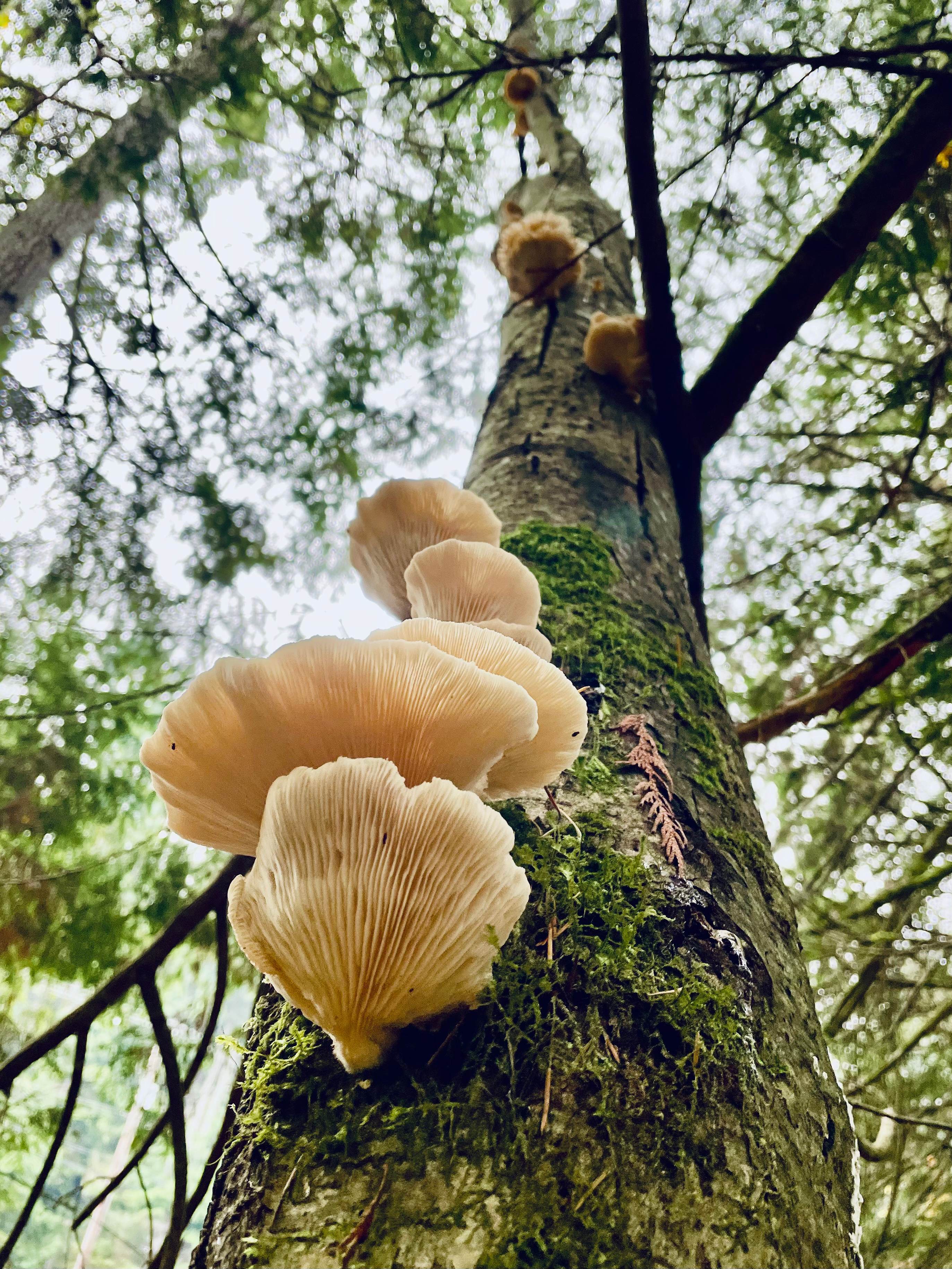 Oyster mushrooms growing on the property