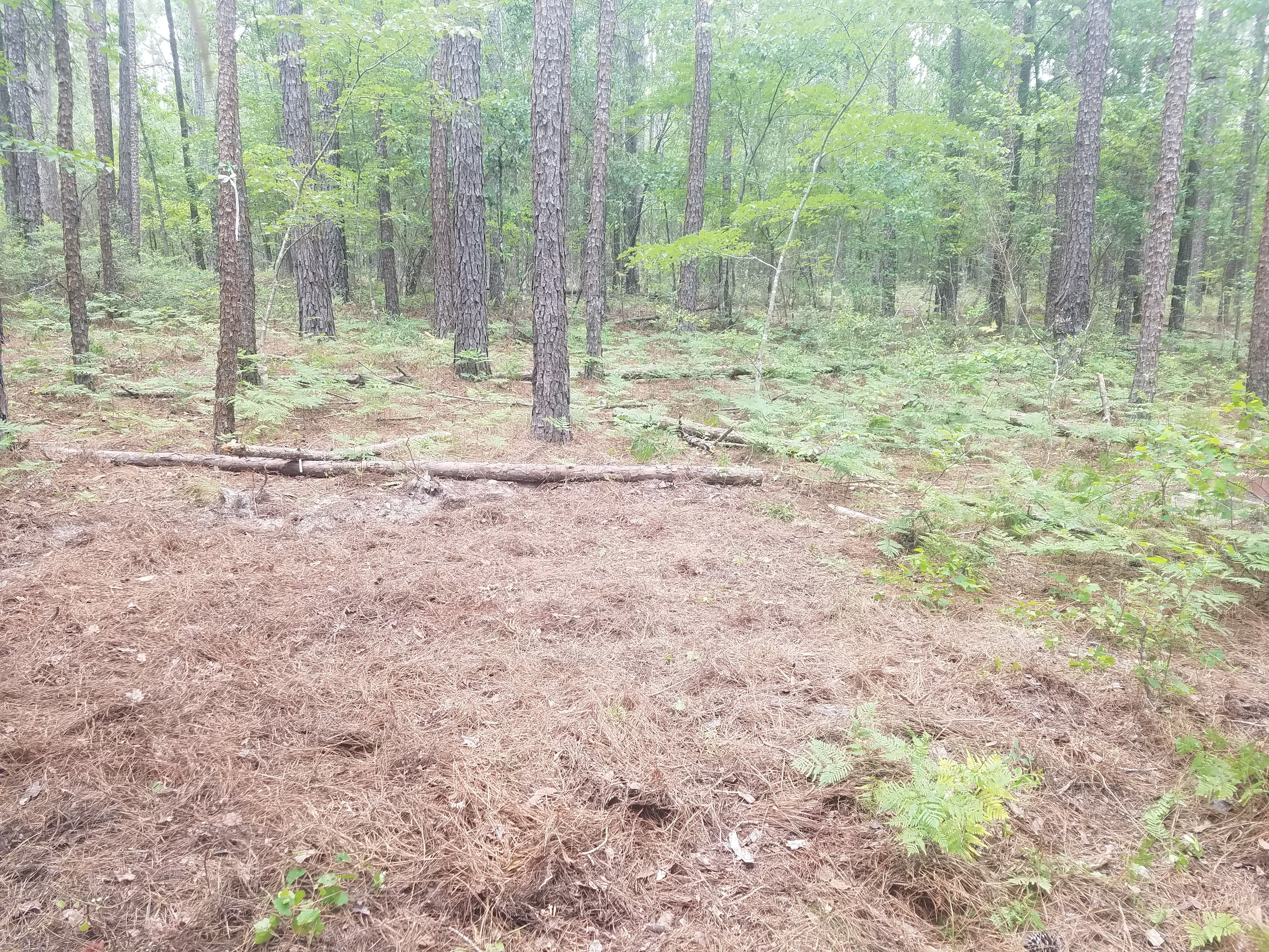 Leveled tent site