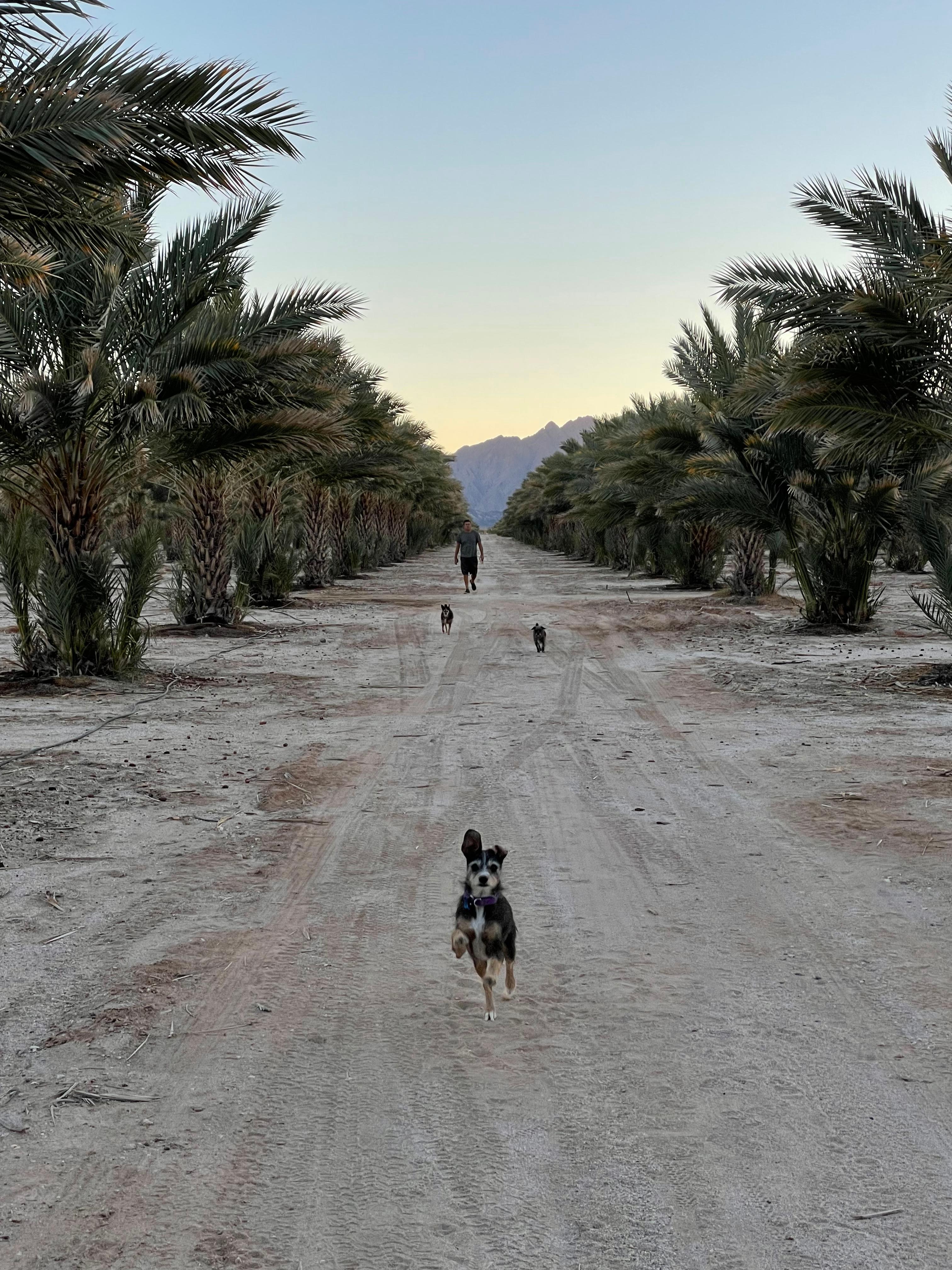Brewery on an Organic Date Farm
