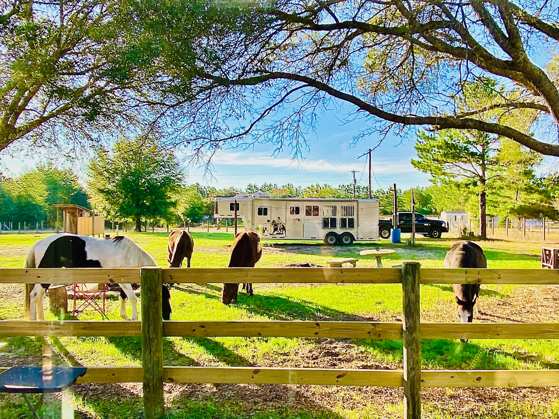 Our Herd Enjoying some Front Pasture Time. Imagine Waking up to this beautiful view. 