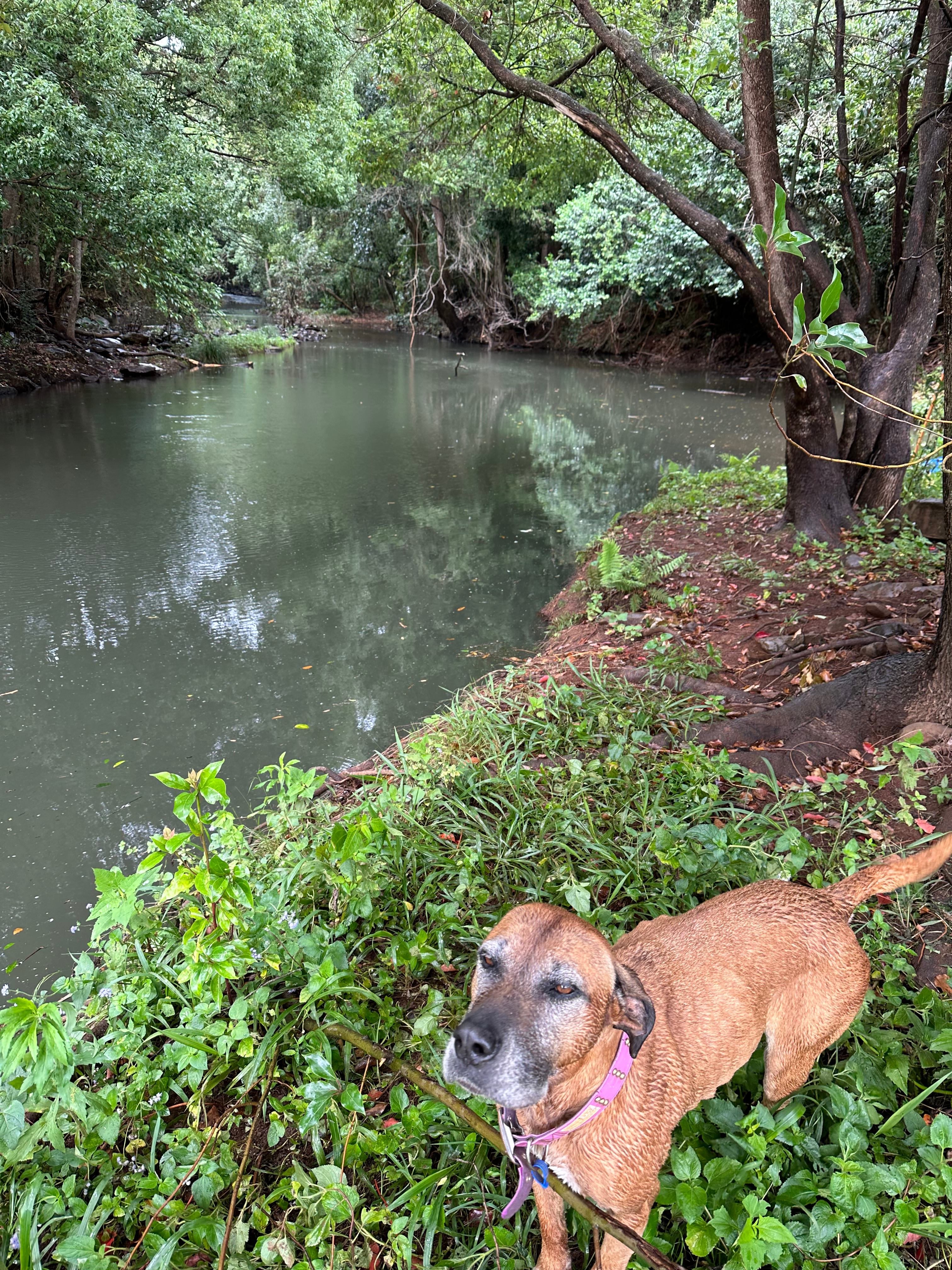 Creek Edge, Macadamia Farm