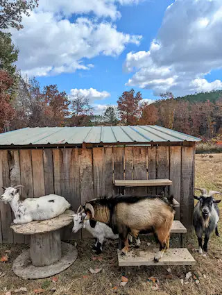 Clucking Kramer Homestead