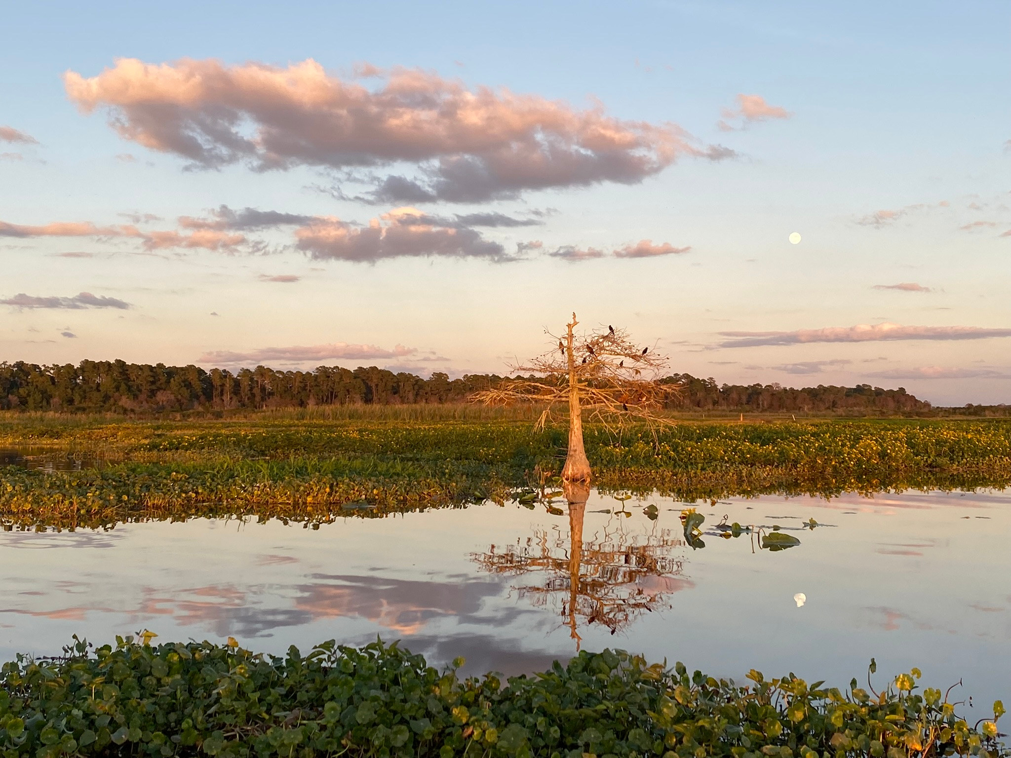 🎣Withlacoochee Riverfront A-Frame🦆B