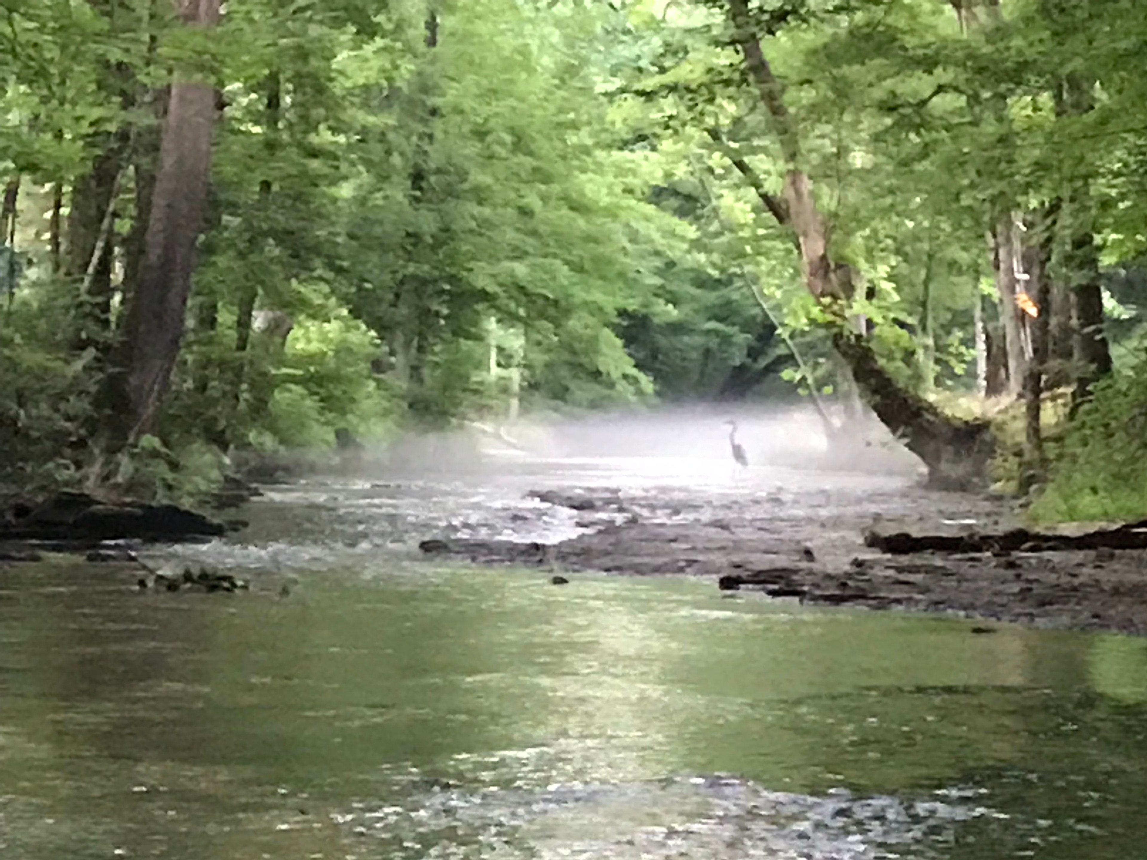 Blue Heron in the creek in front of camp site 1.  Photo from Jaime.

