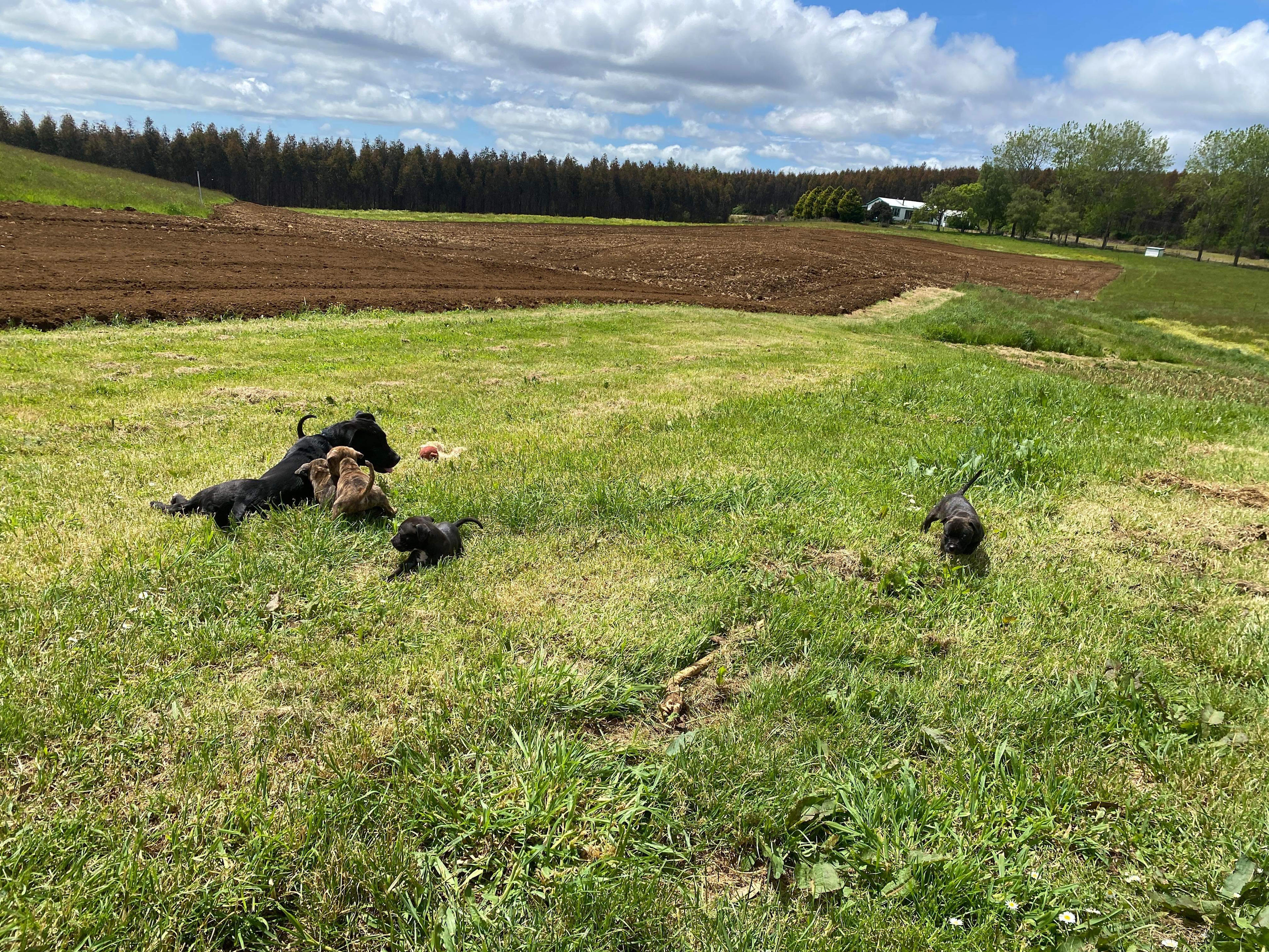 Japa Hill Farm and Animal Sanctuary