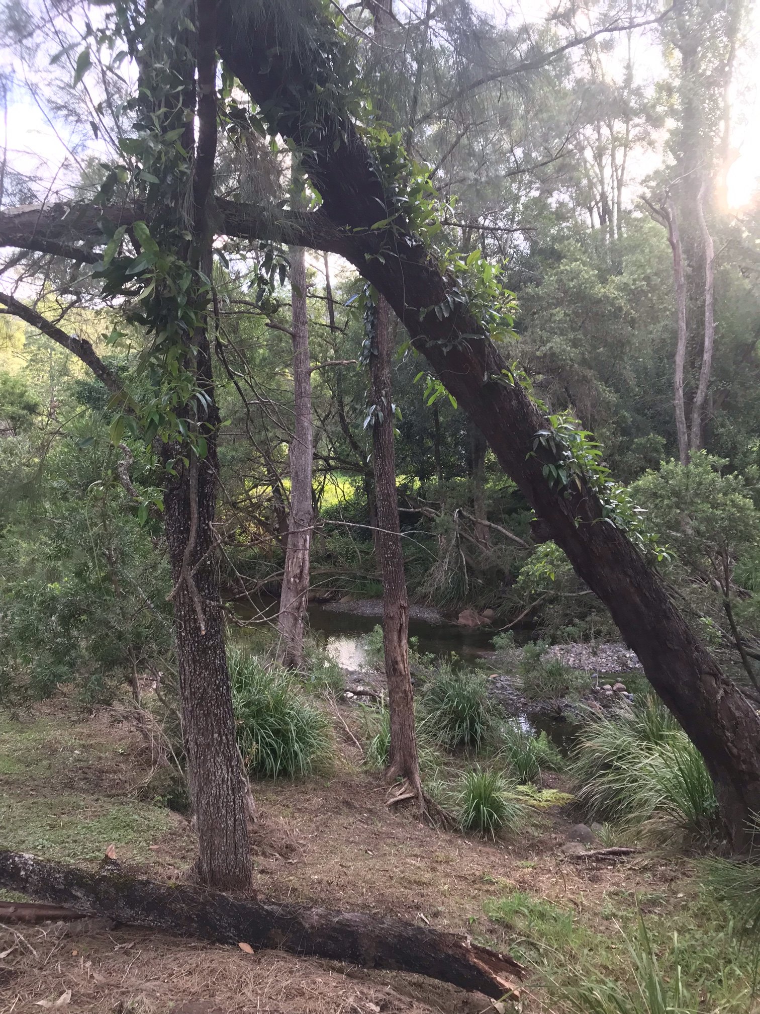 Bellbird Lodge