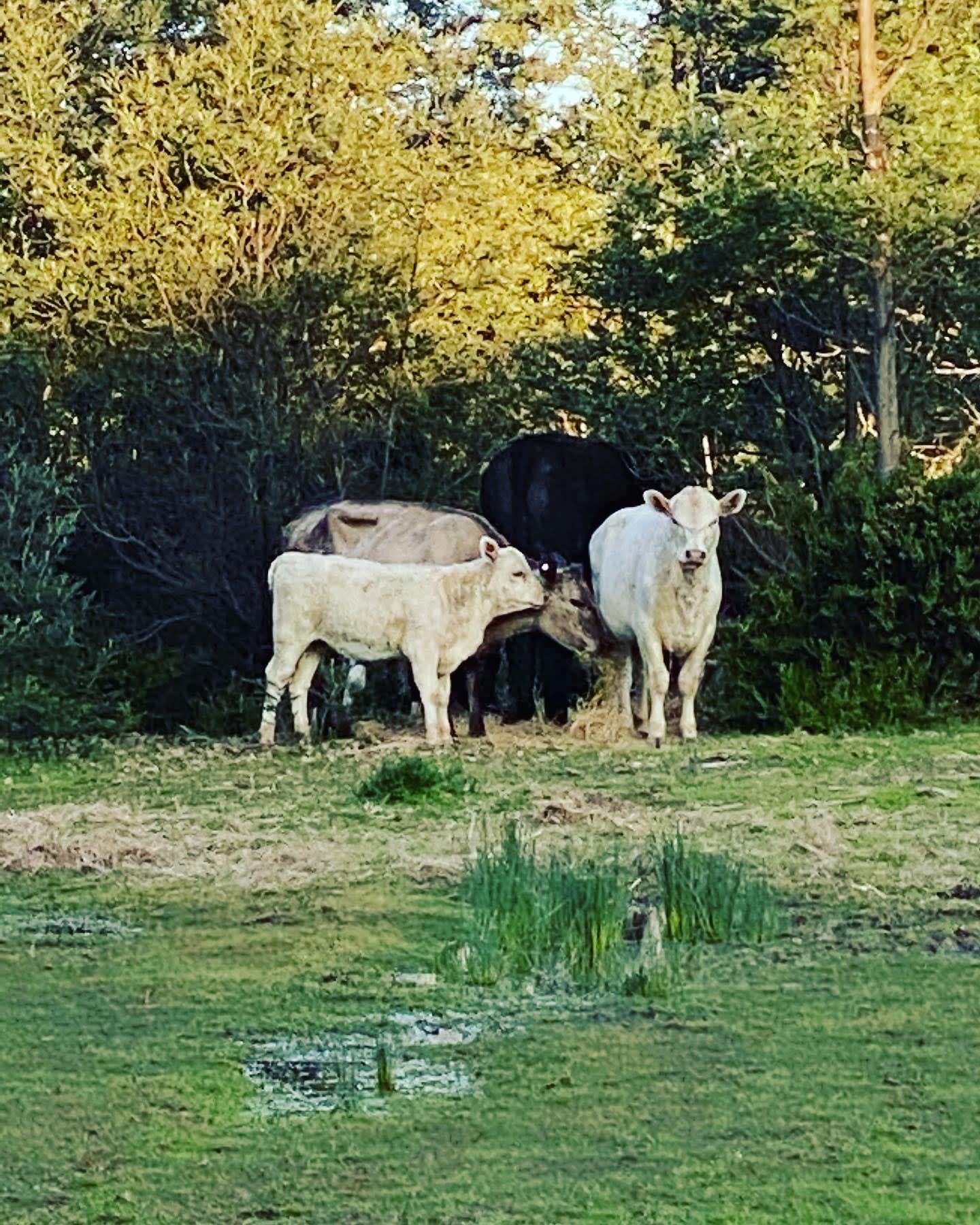 A few of our residents 🐮