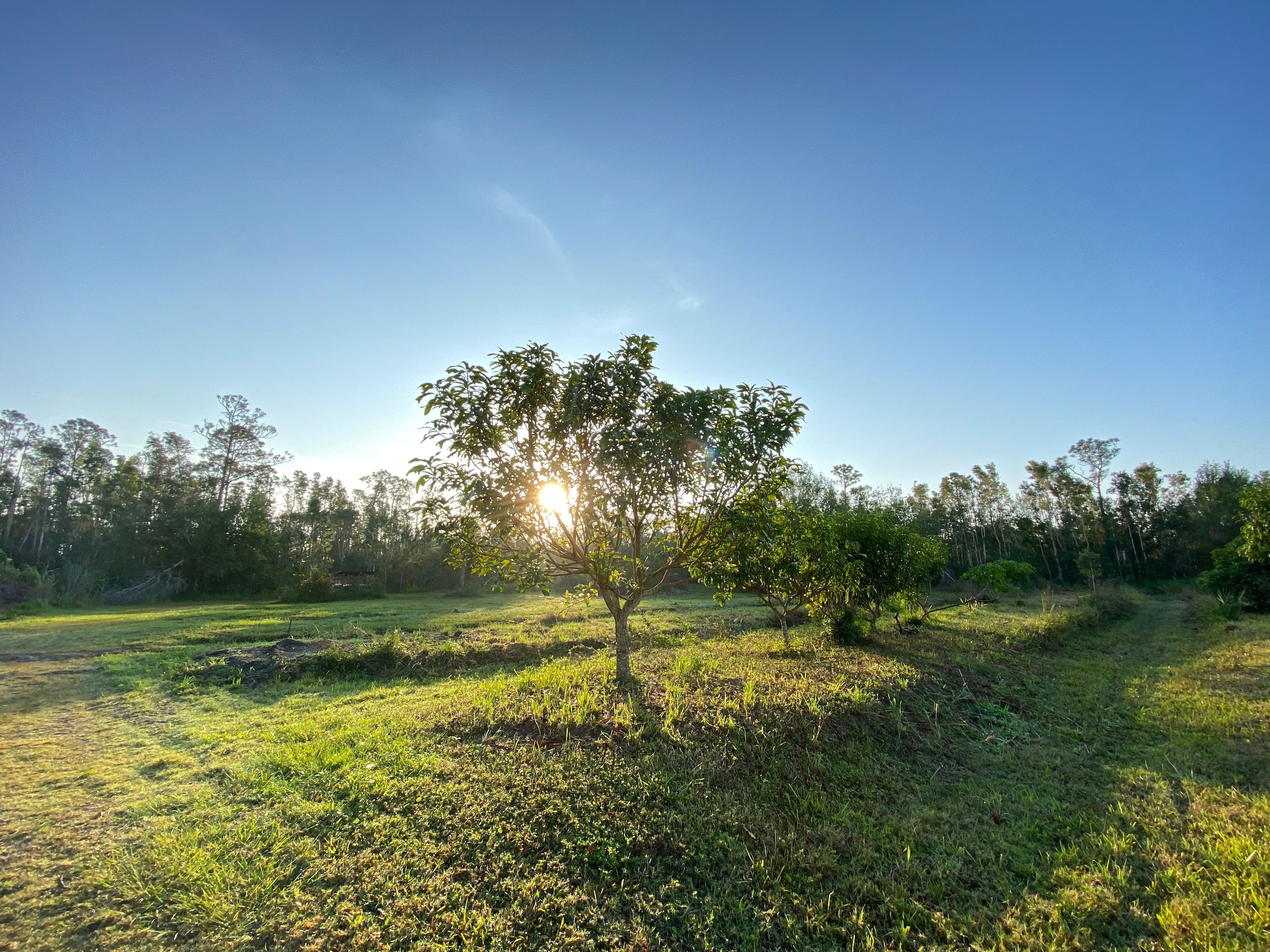 One of our mango trees during a sunrise. 