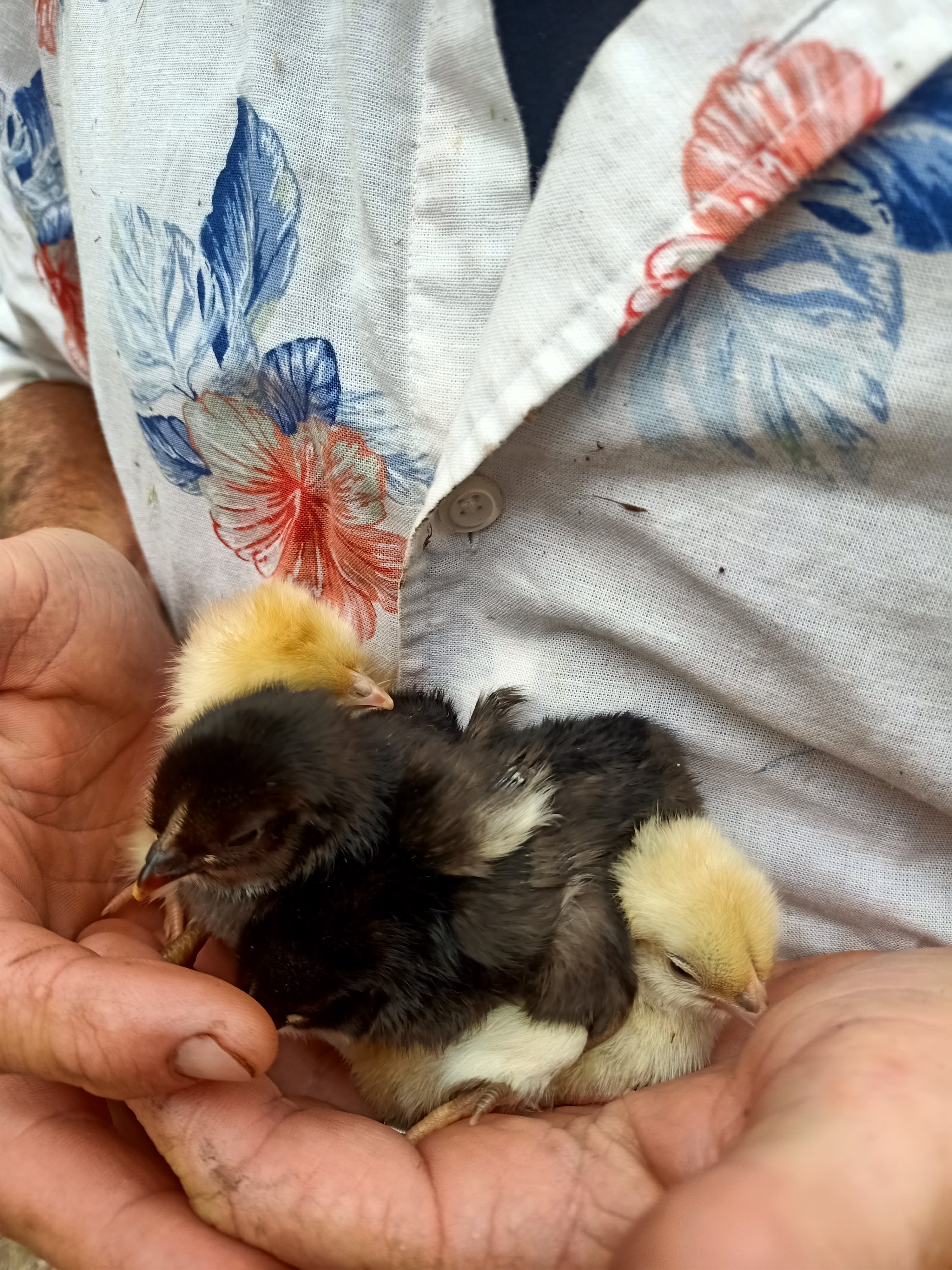 Higher Ground Coastal Bush Retreat & Permaculture