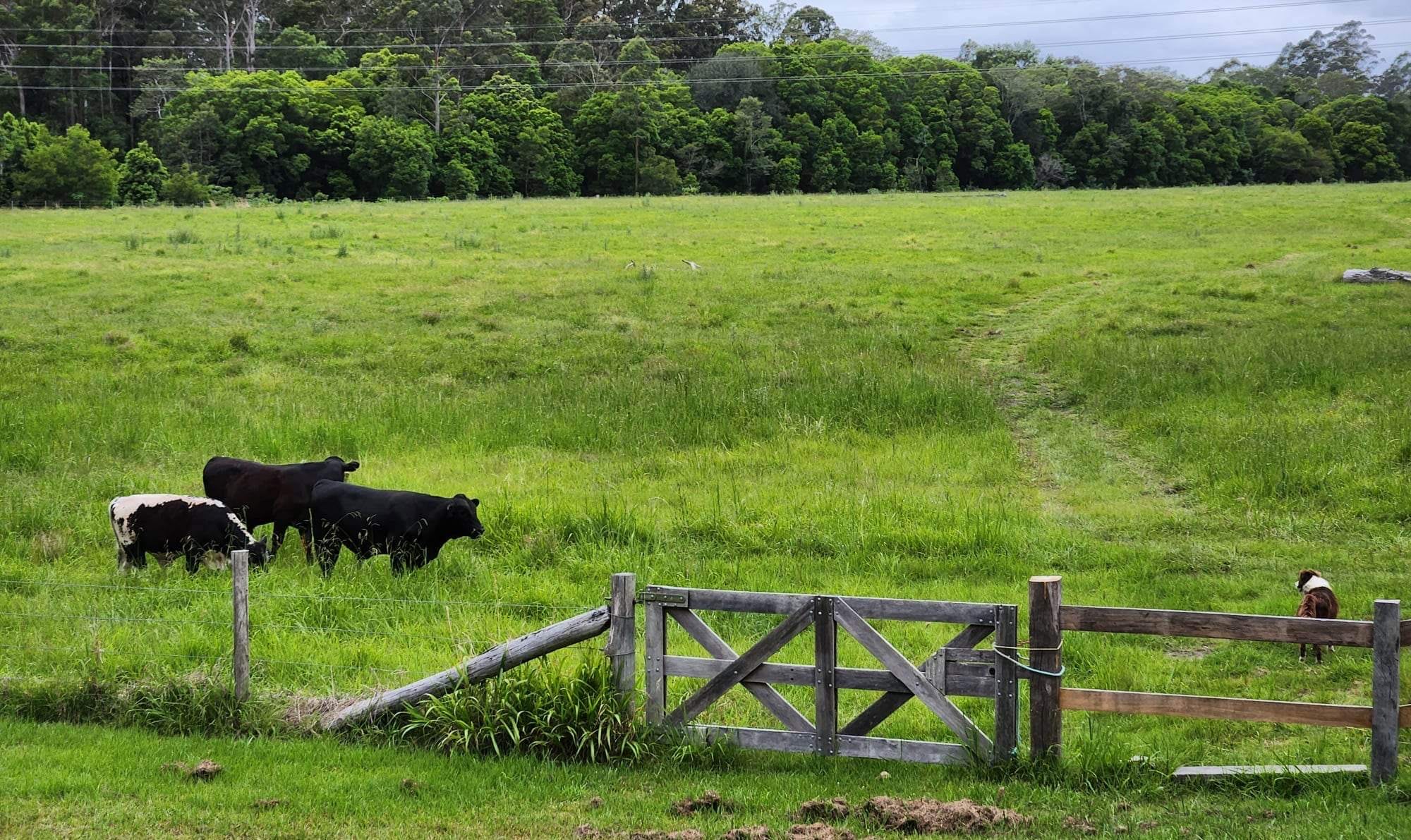 Heartwood - tranquility