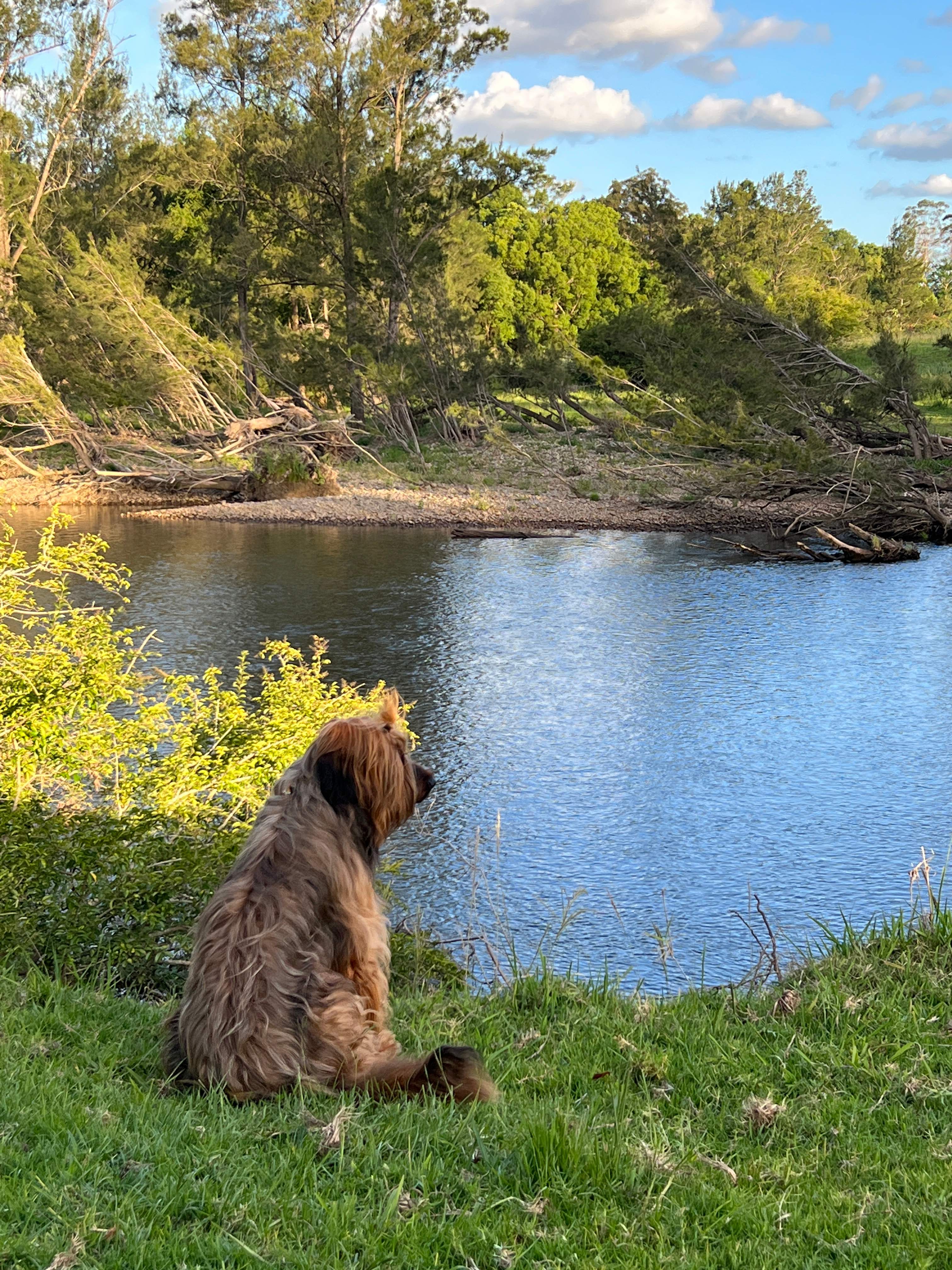 Bellinger River Camping