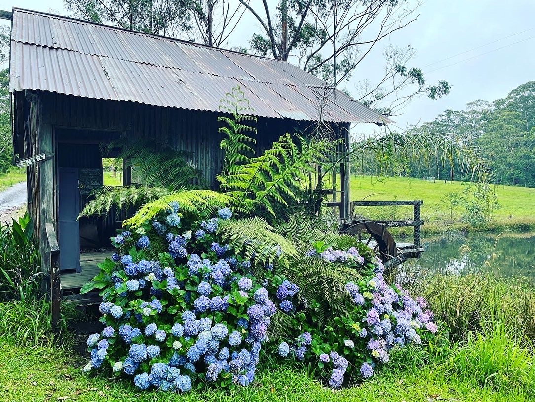 Bucca Valley Blueberries Farmstay
