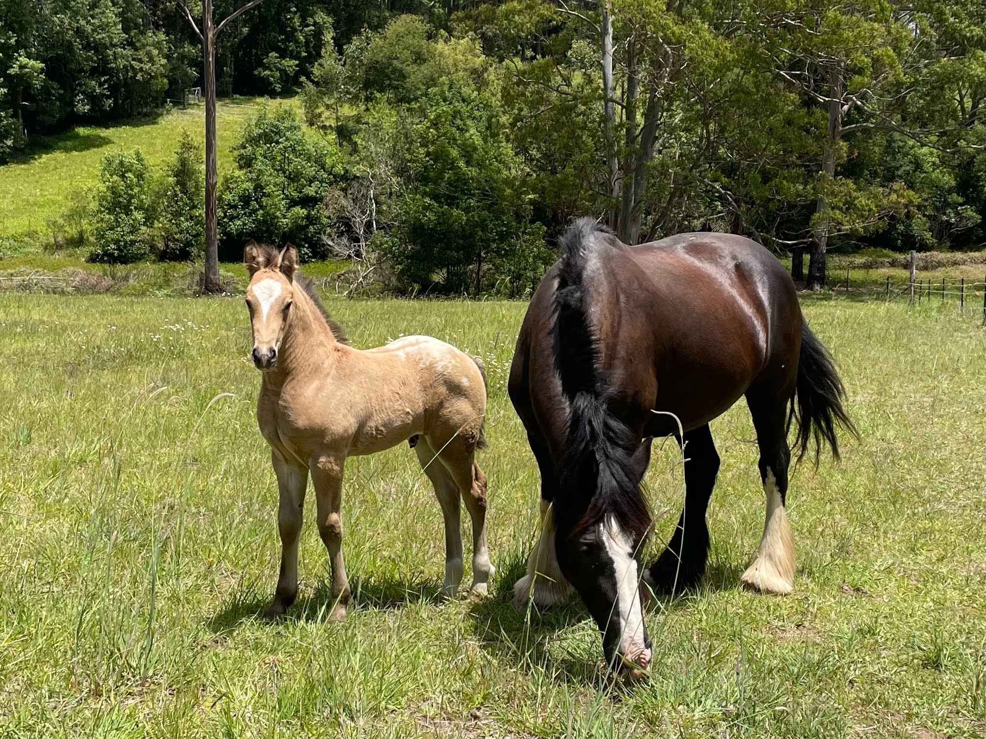 Bucca Valley Blueberries Farmstay