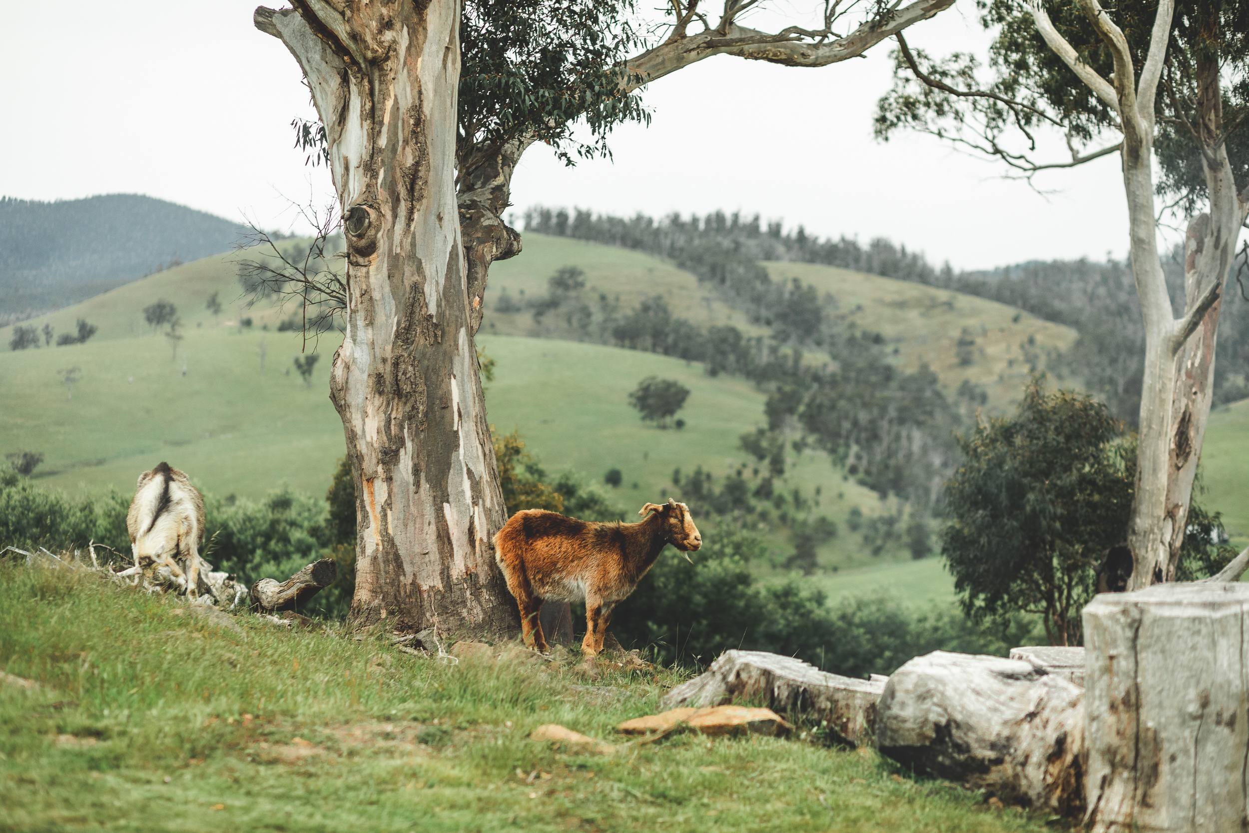 Bomana - Bushland Delight with Breathtaking Views