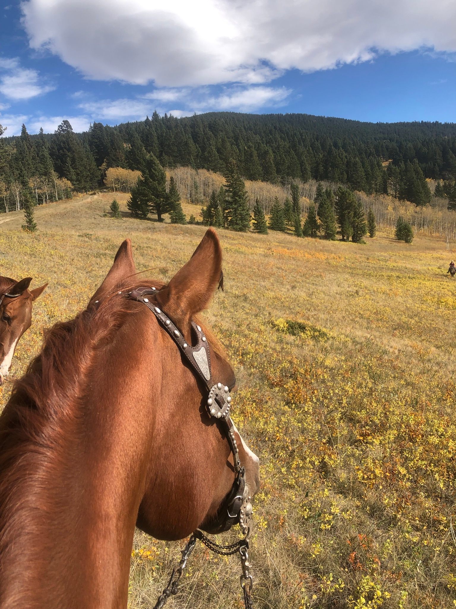 ML Arena at Spring Point