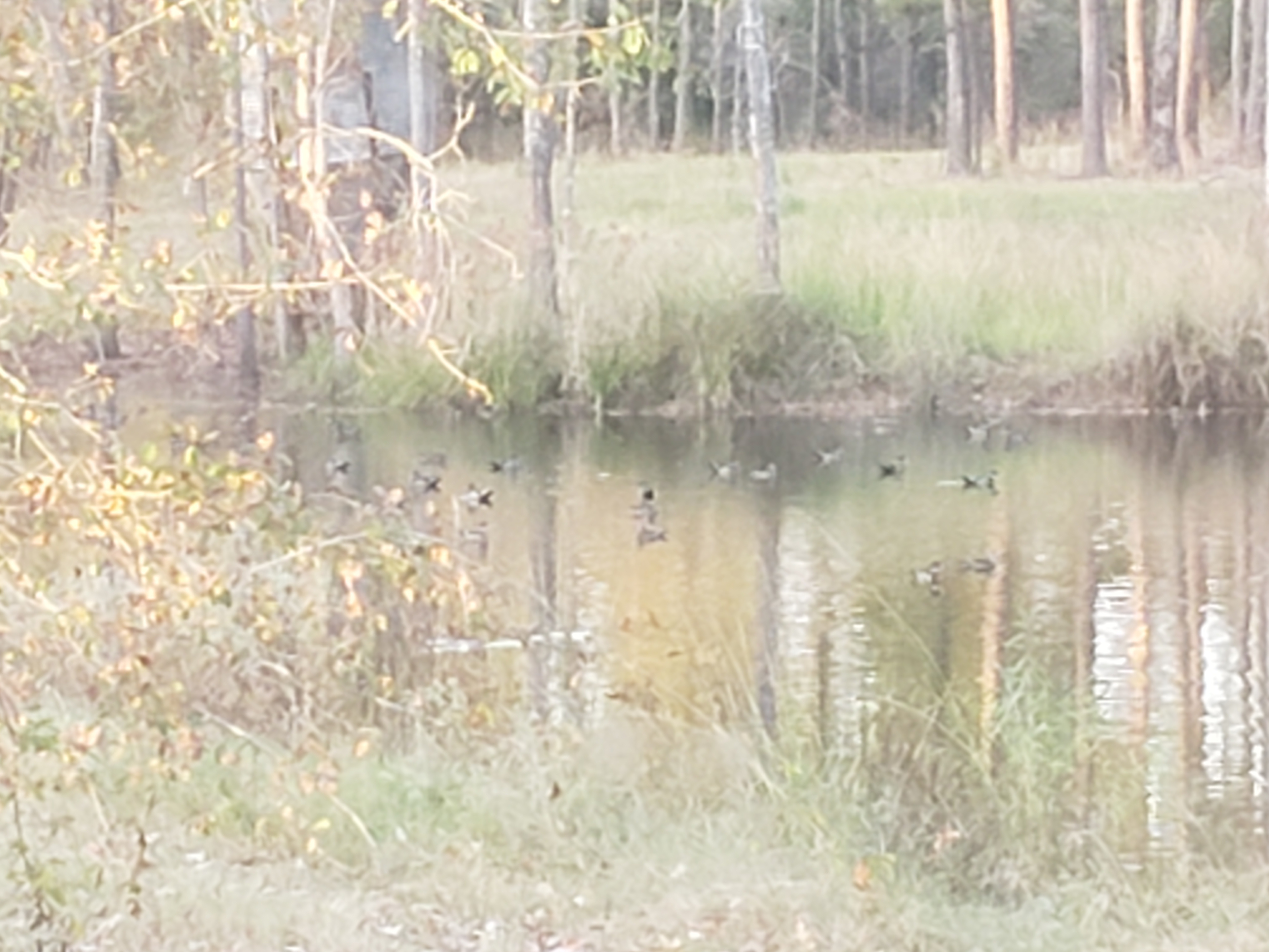 Caddo Springs Farm