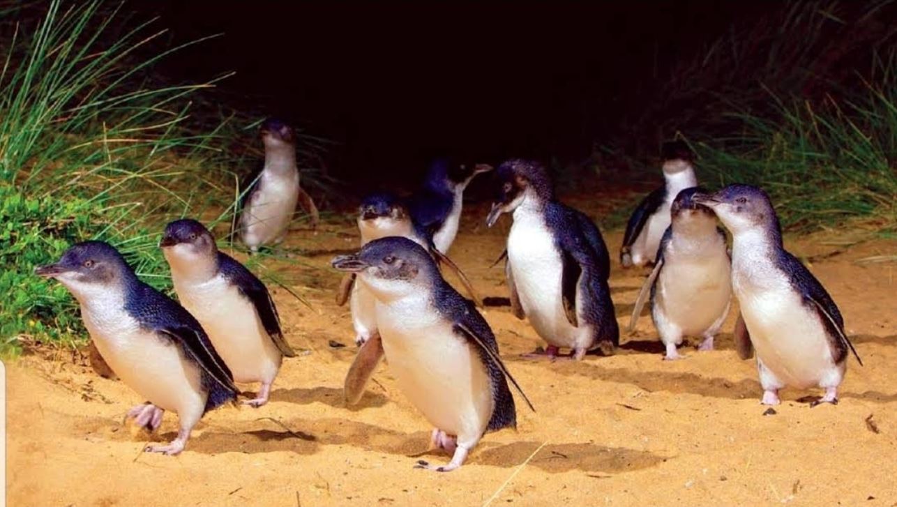 Berry's Beach Farm, Phillip Island