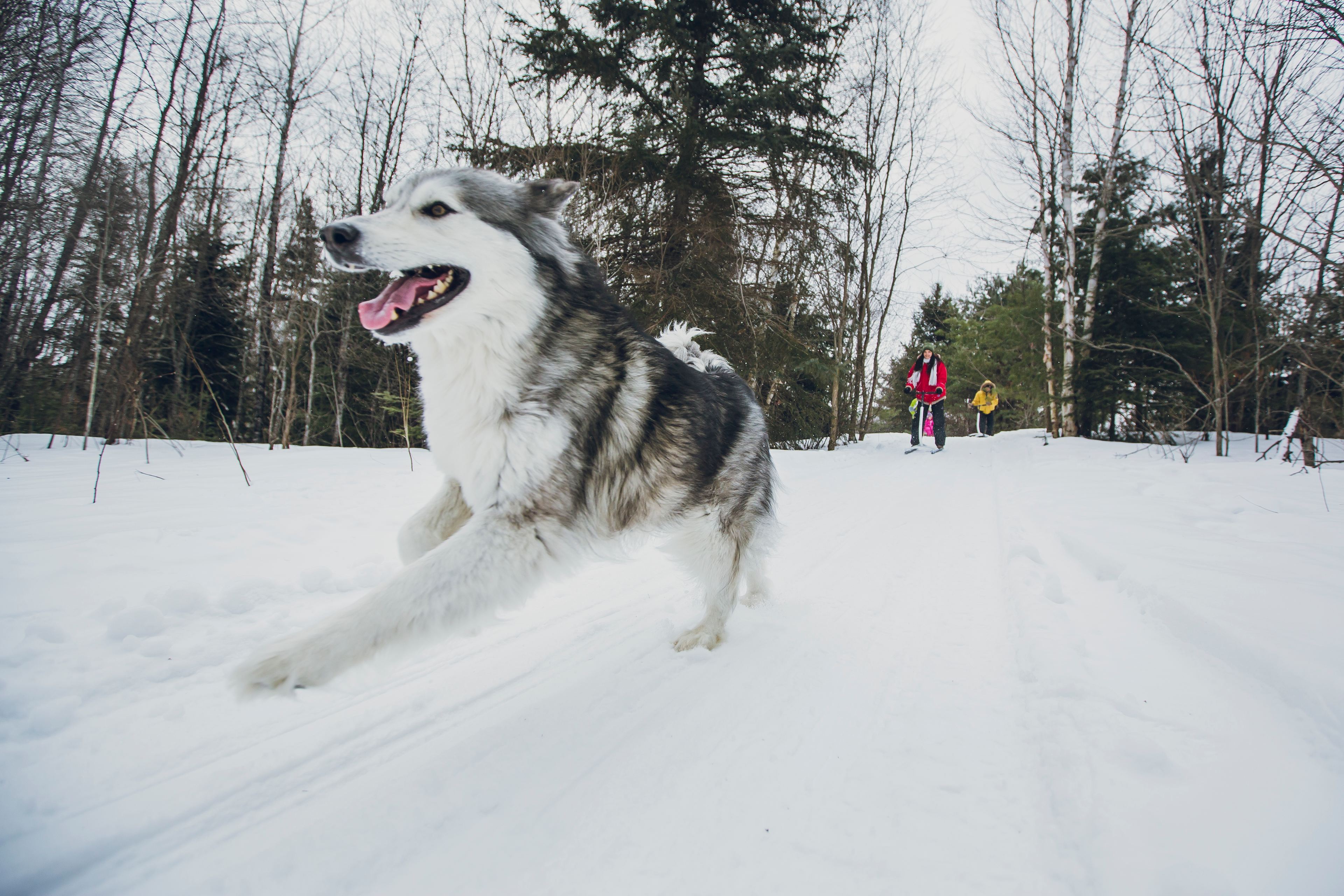 Nature's Harmony Wilderness Retreat