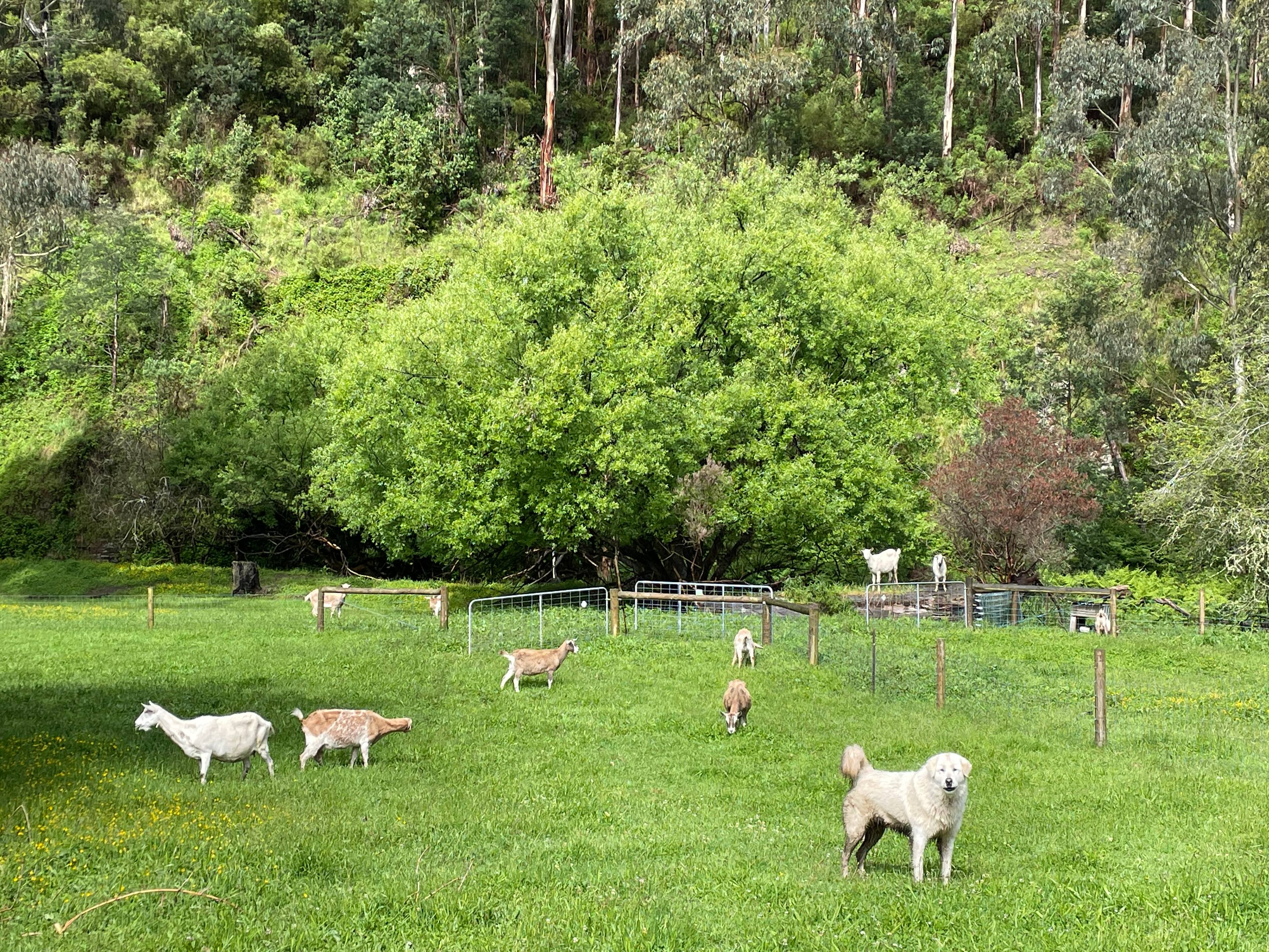 Merrimans Creek Seclusion