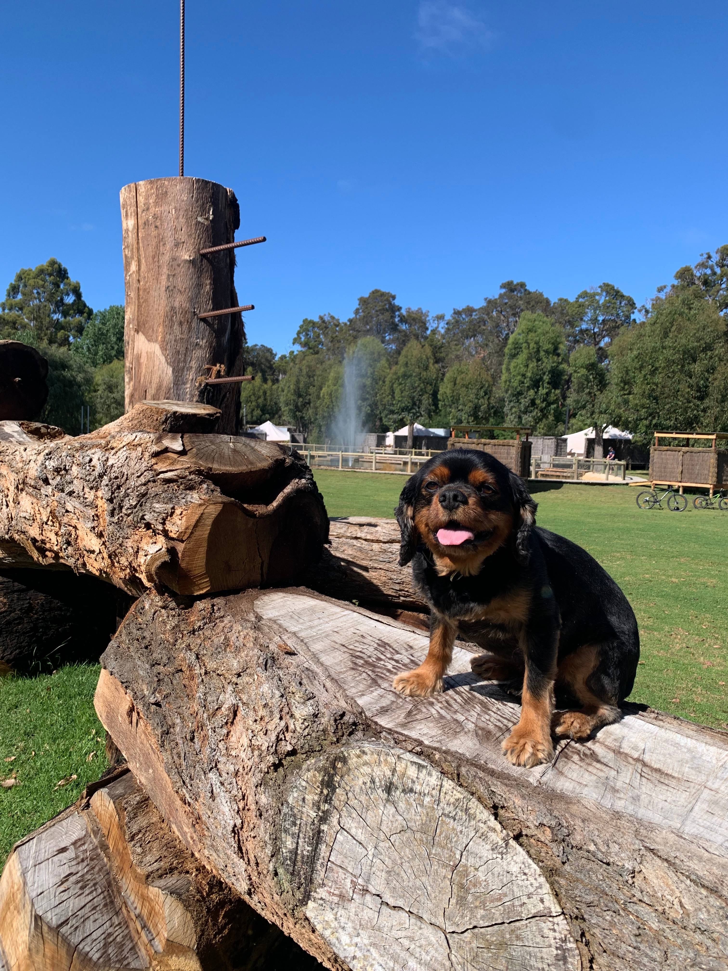 Stargazers Forest Hideaway