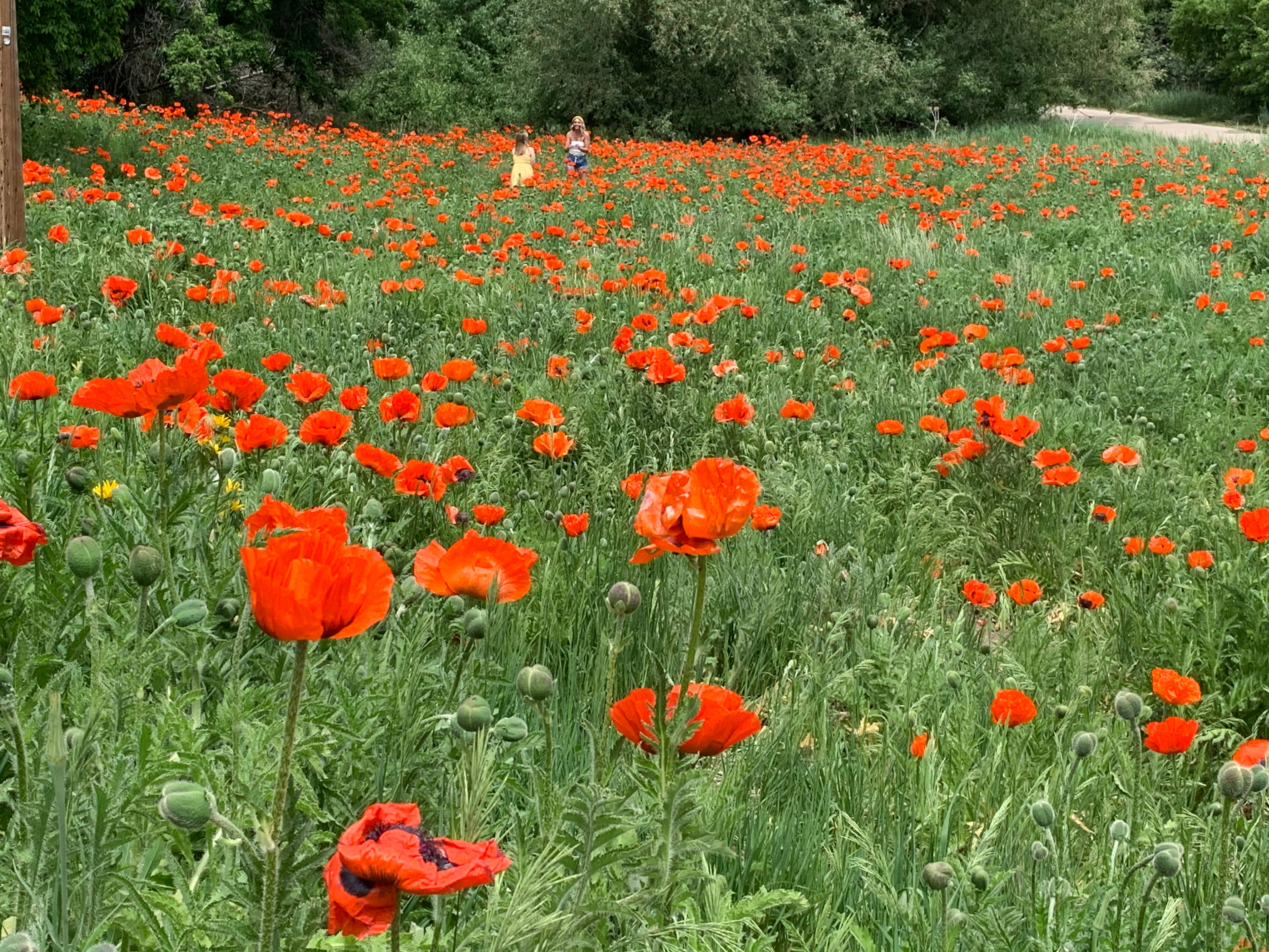 Poppy field an 8 minute walk from your camp, through Box Elder Campground. My great great grandmother brought the seeds from her home in Denmark.