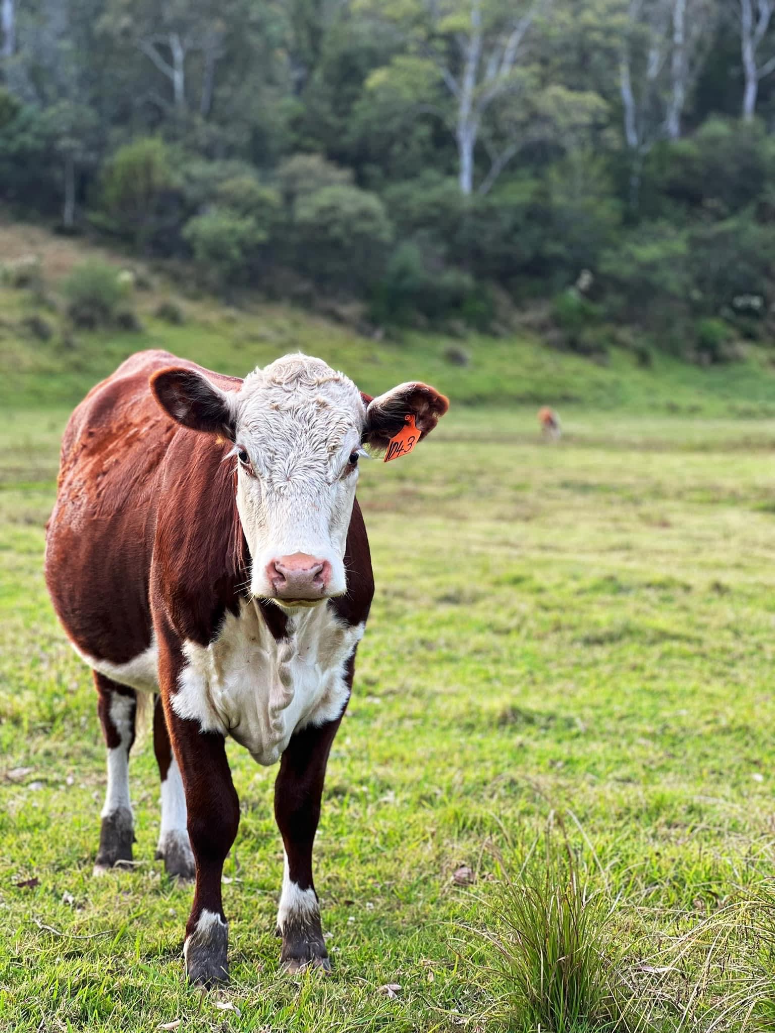 Pepper’s Farmstay South Coast