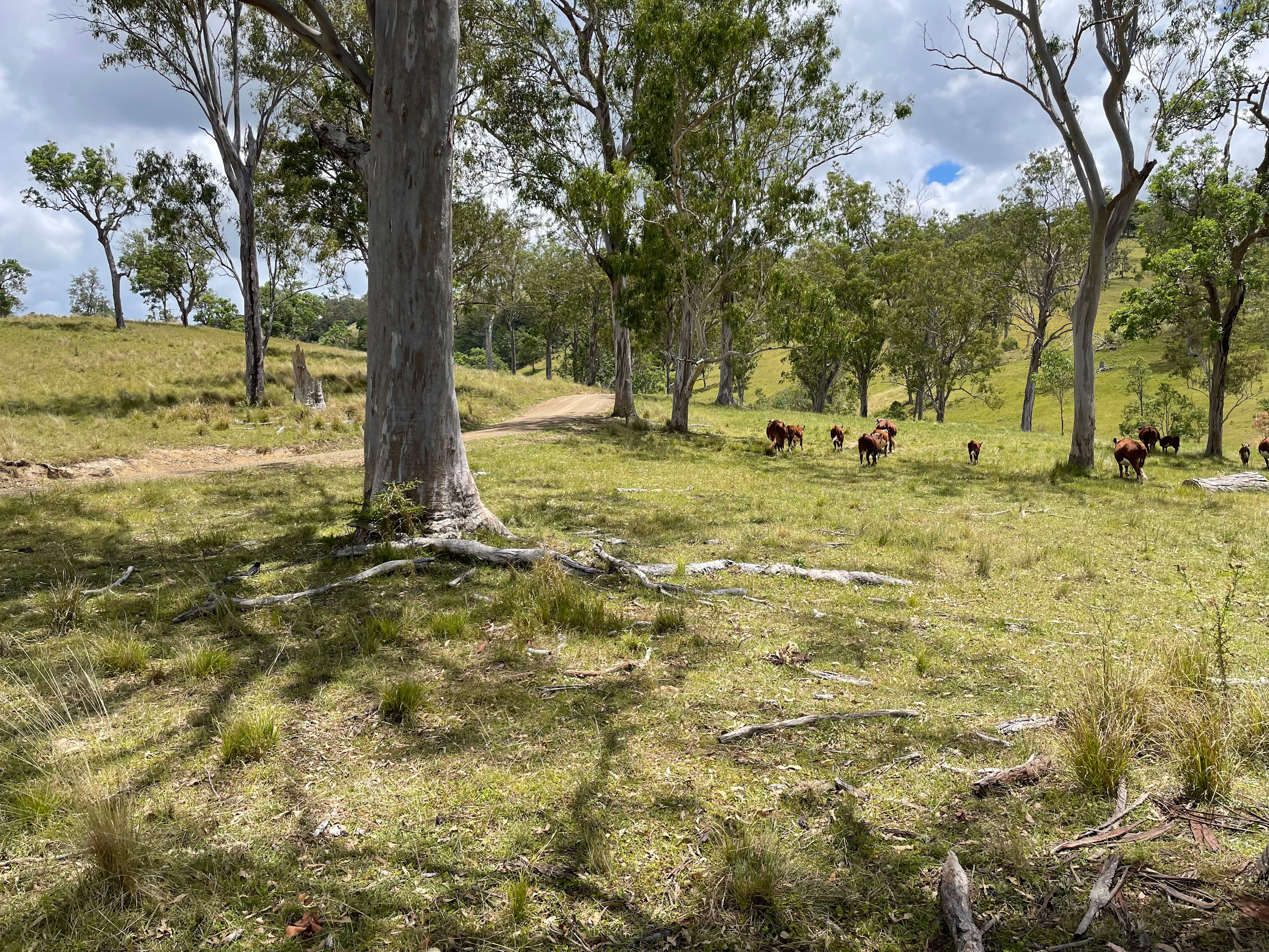 Road going through the property