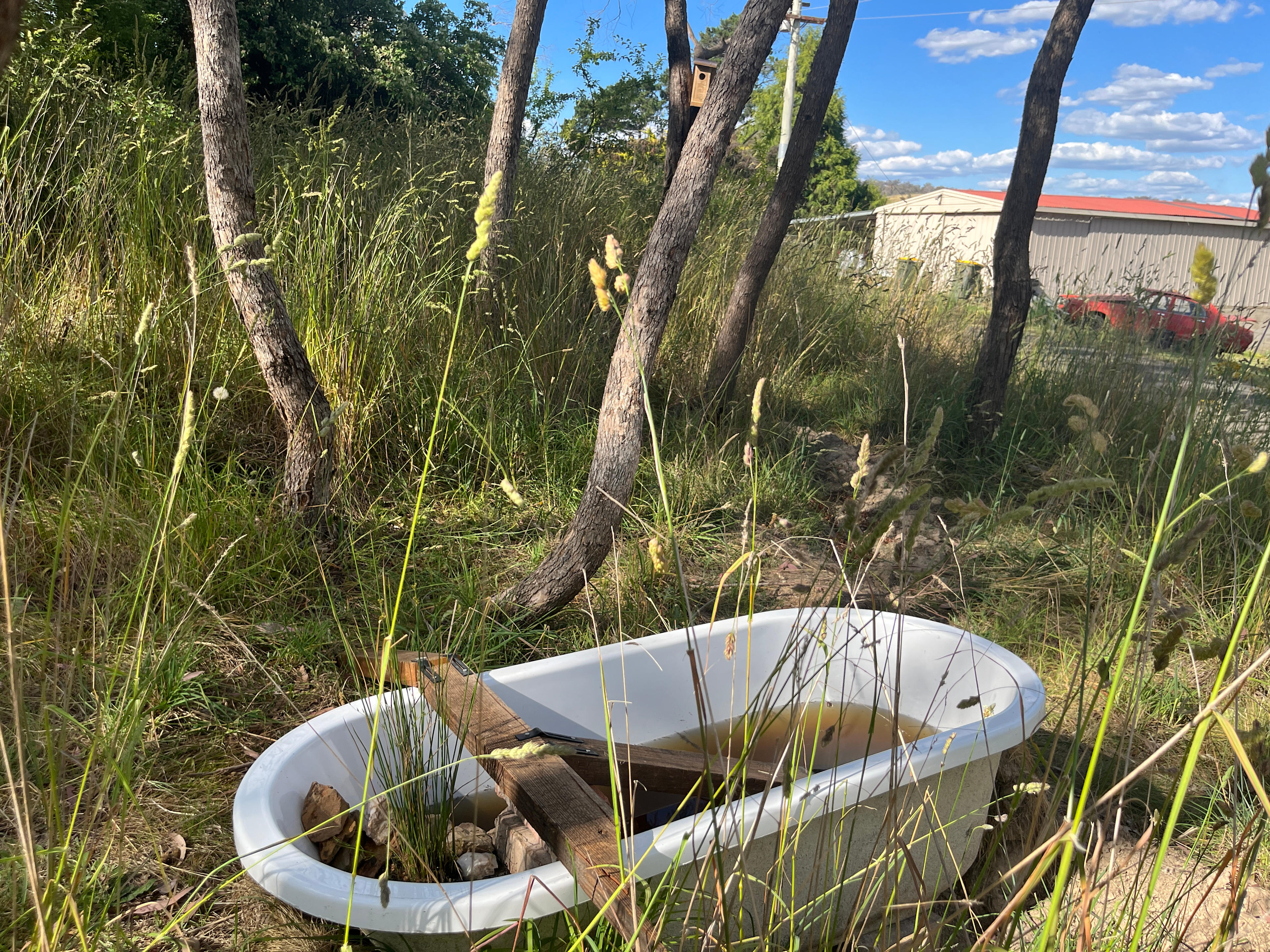 Native pond in remnant bushland