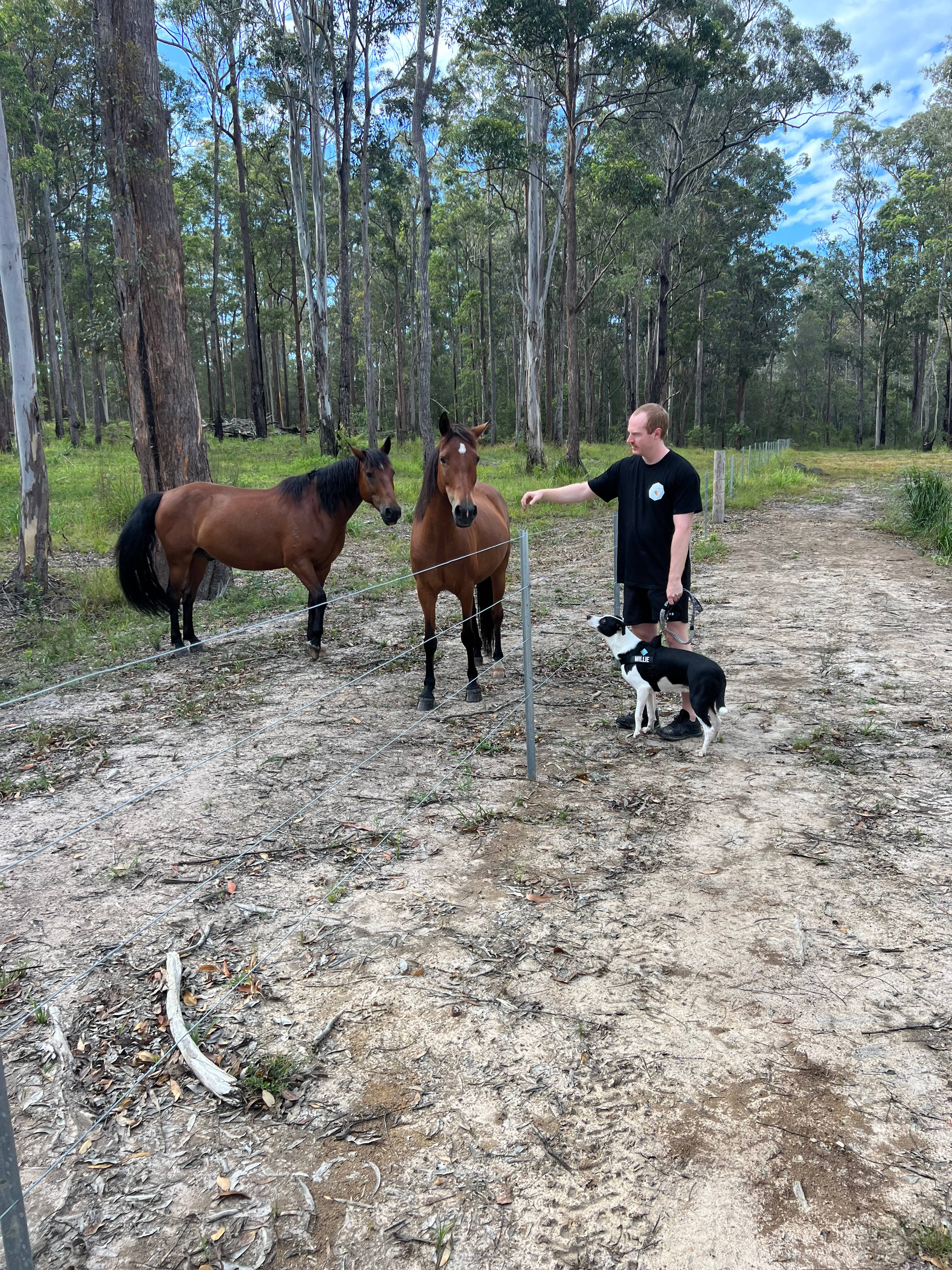 Heartwood - tranquility