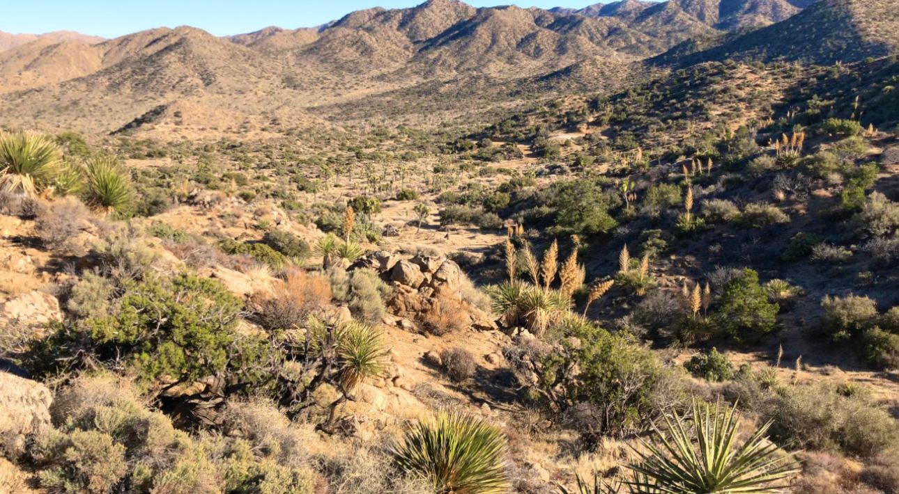 Tipi Canyon, Joshua Tree Nat’l Park