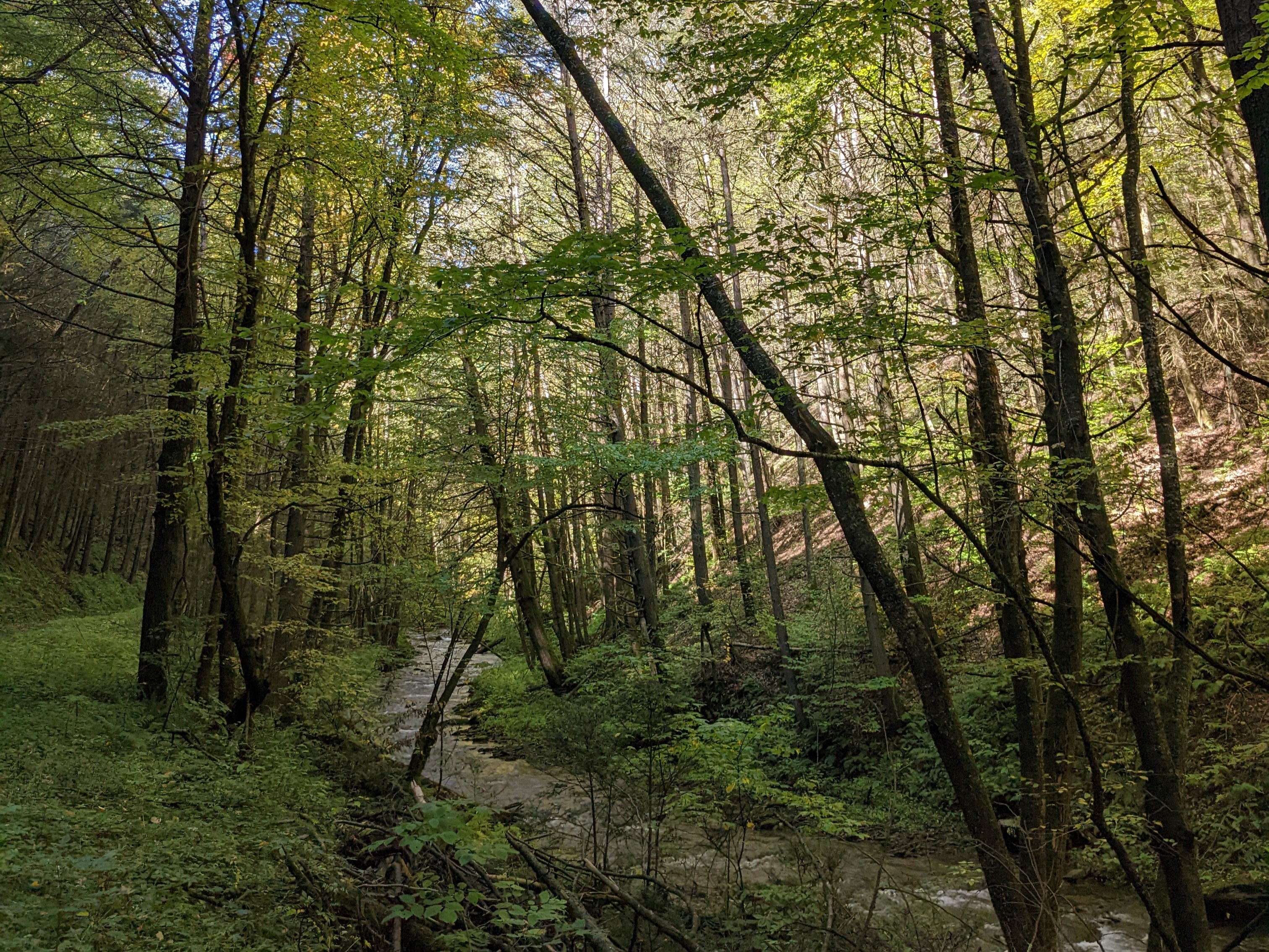 Trout Run Hike