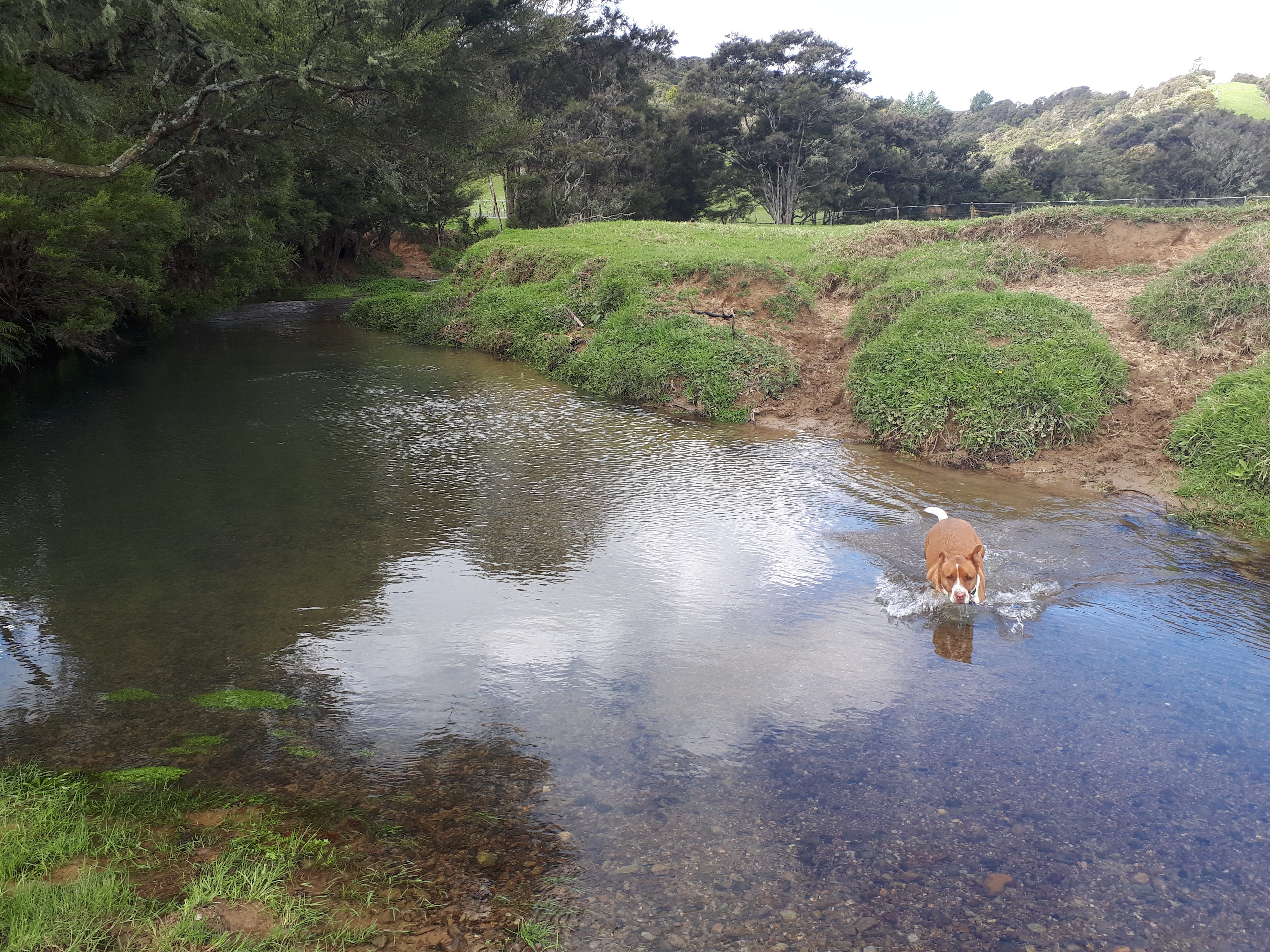 Wade in the clean fresh river or swim your dog
