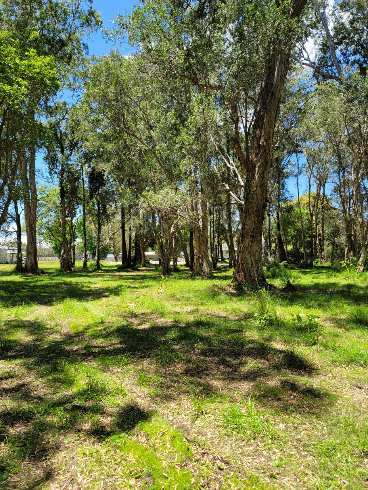 Wyong River campground