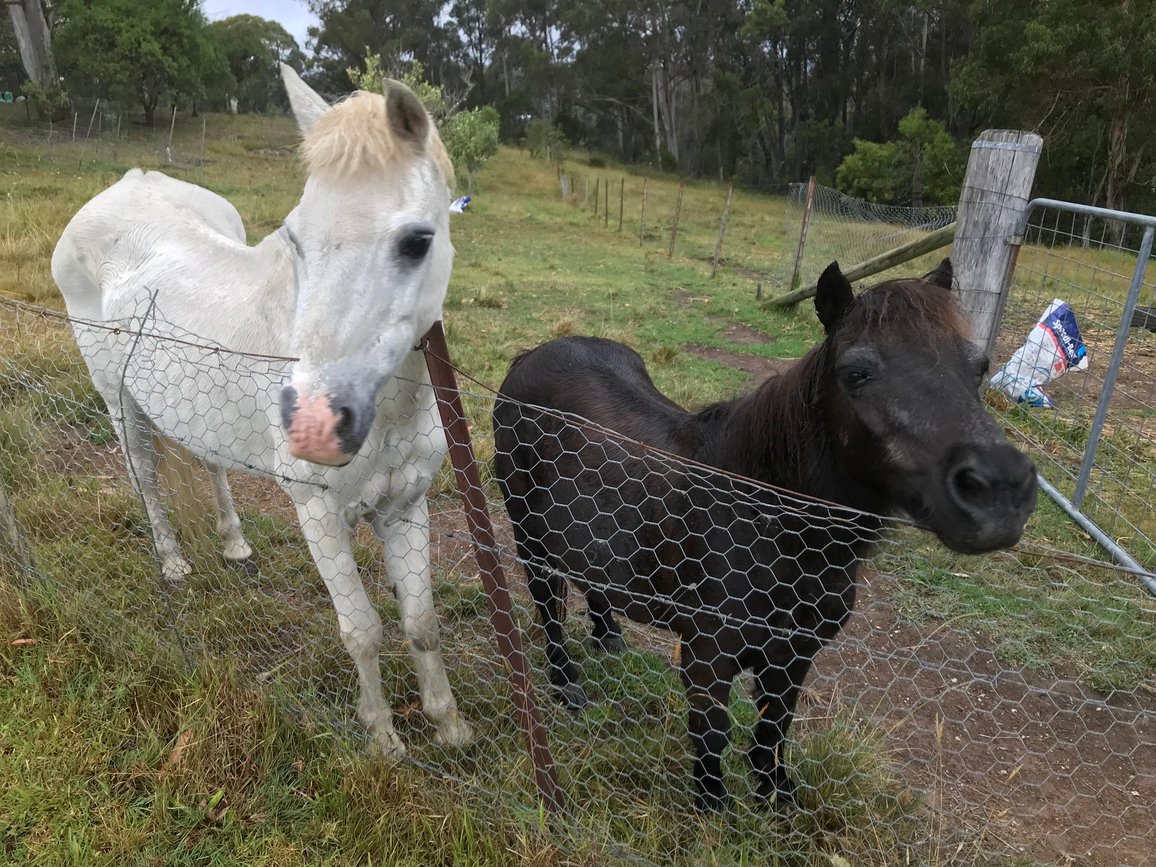 Pepper’s Farmstay South Coast