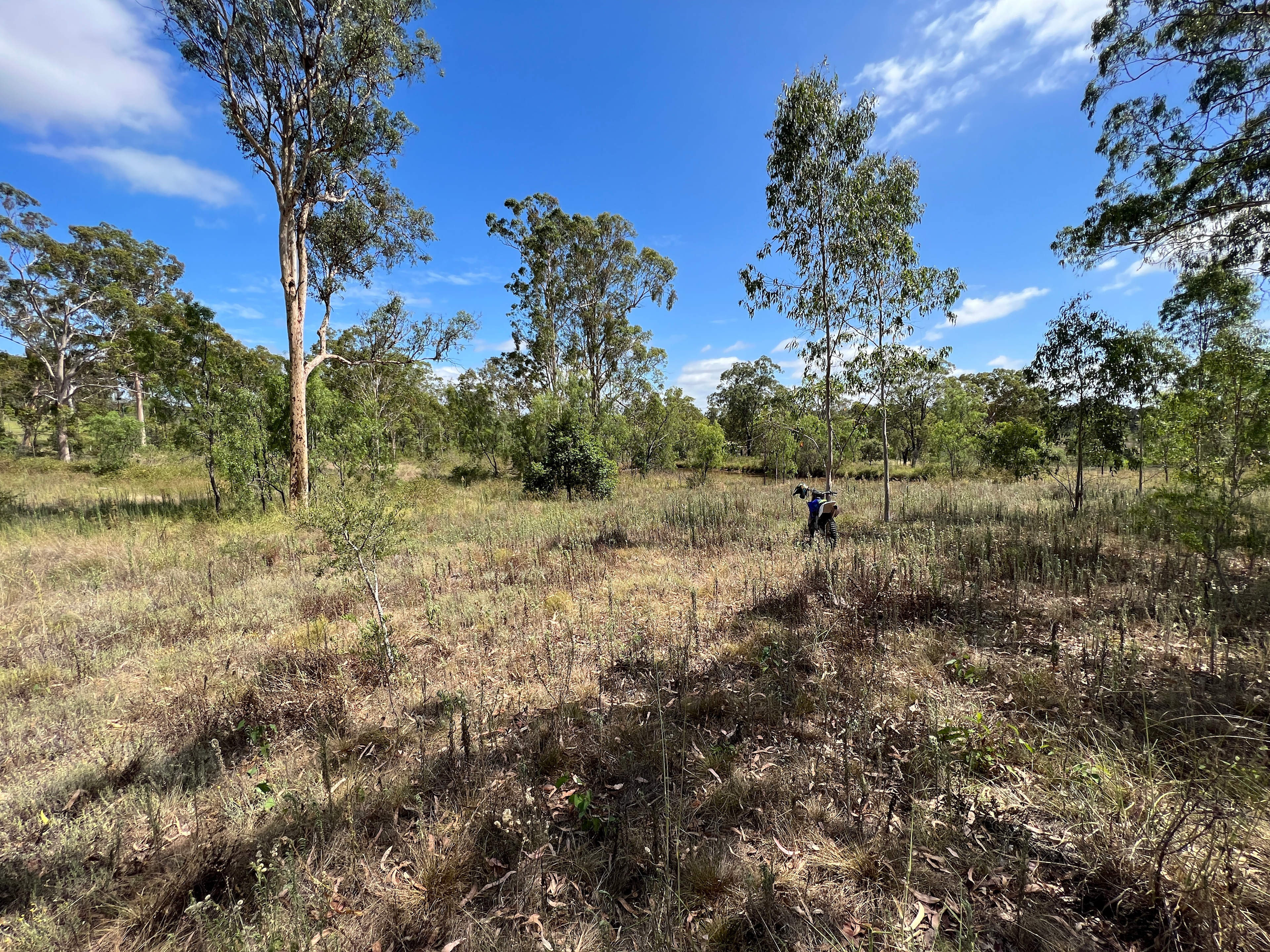 Yarraman Collier Lady D