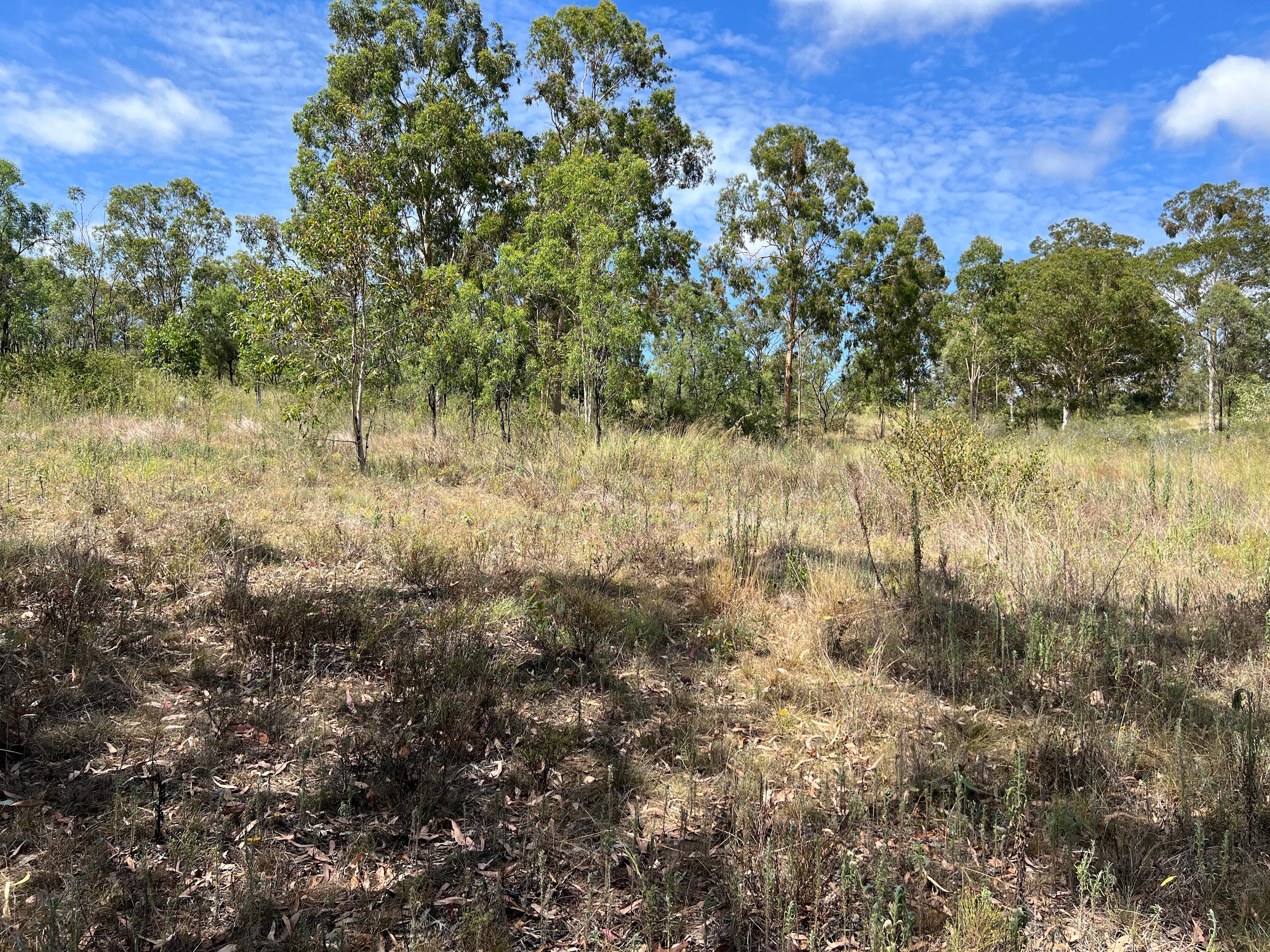 Yarraman Collier Lady D