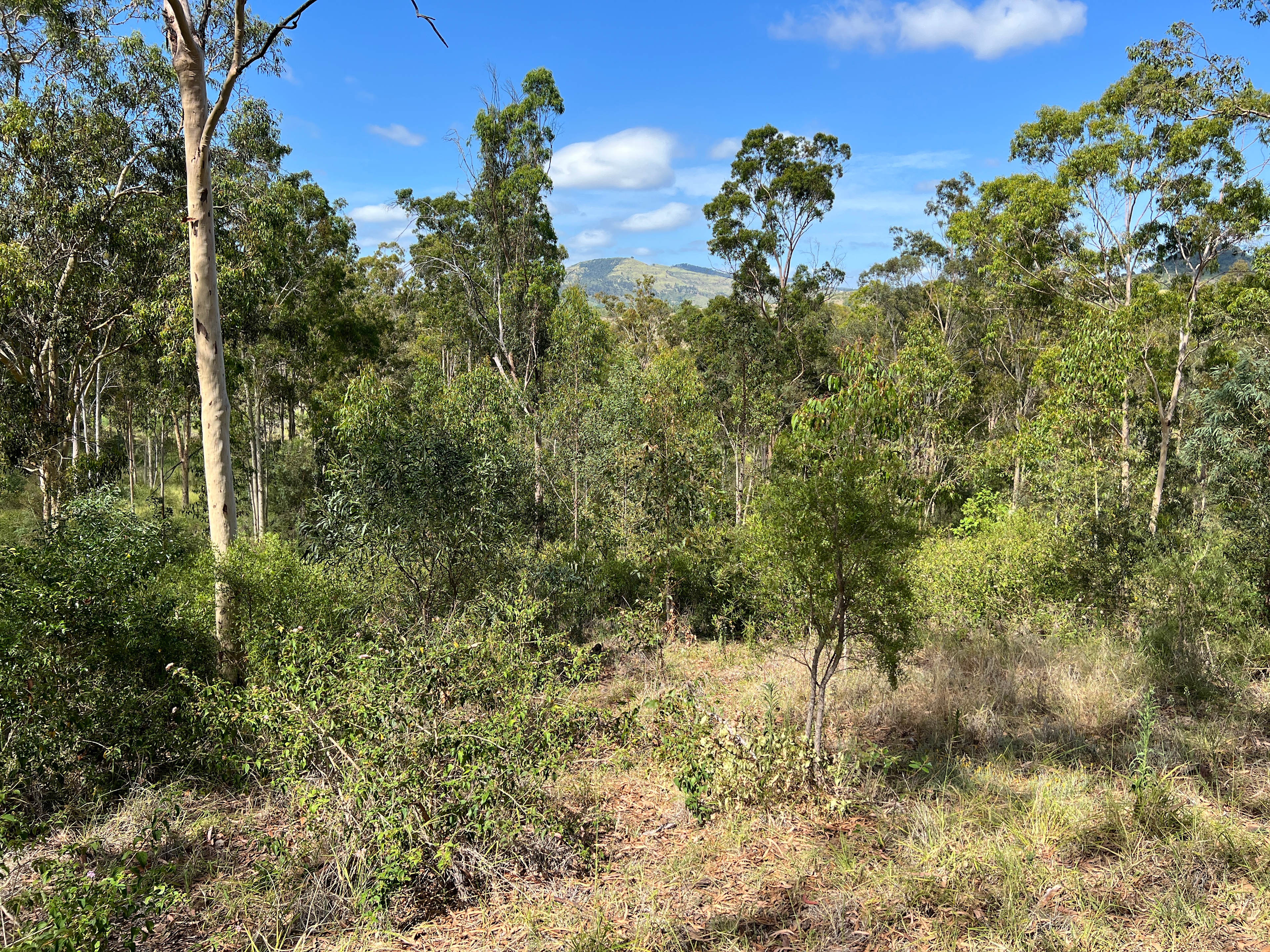 Yarraman Collier Lady D