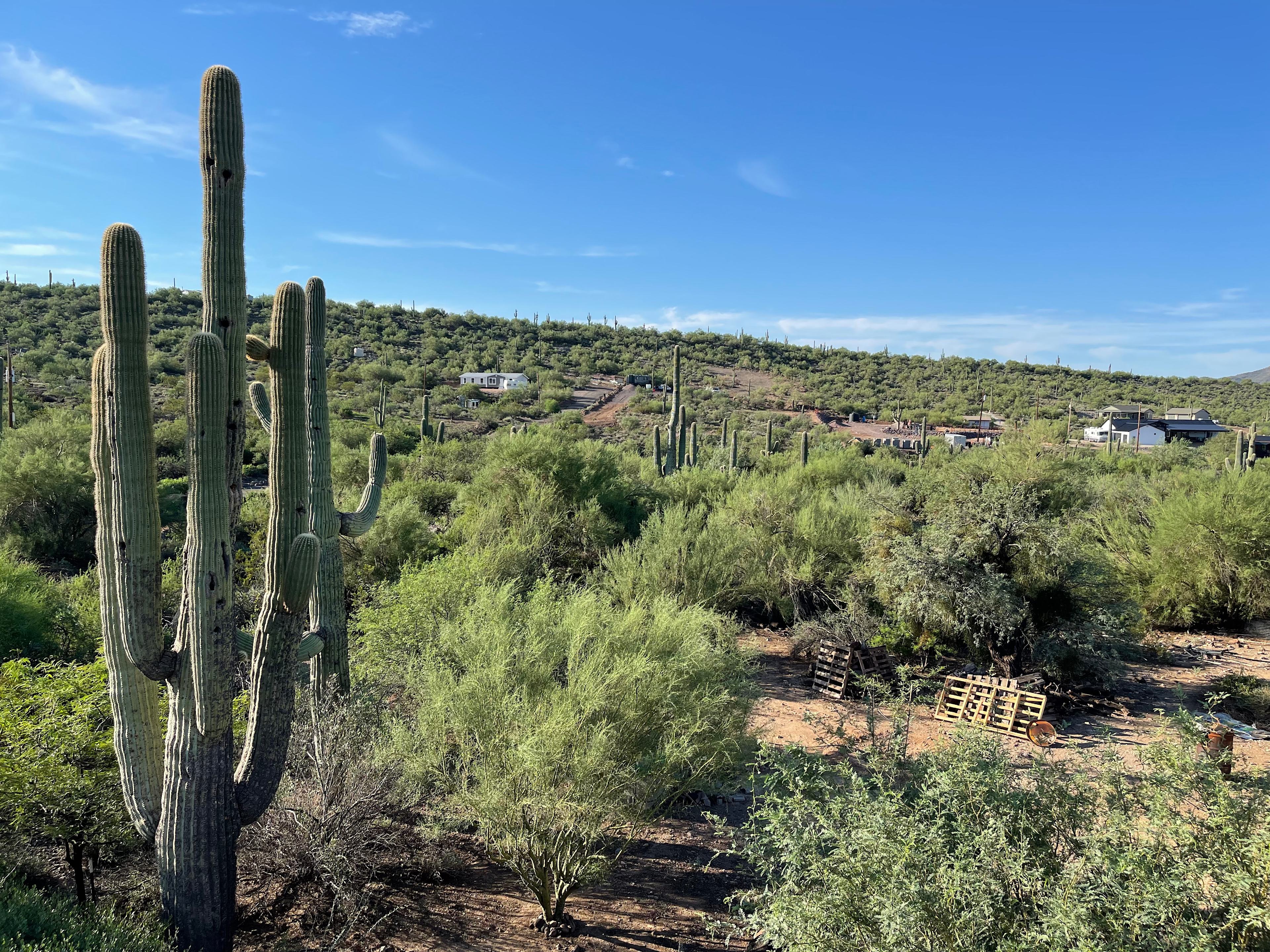 Saguaro Forrest @ Dragonfly Ranch