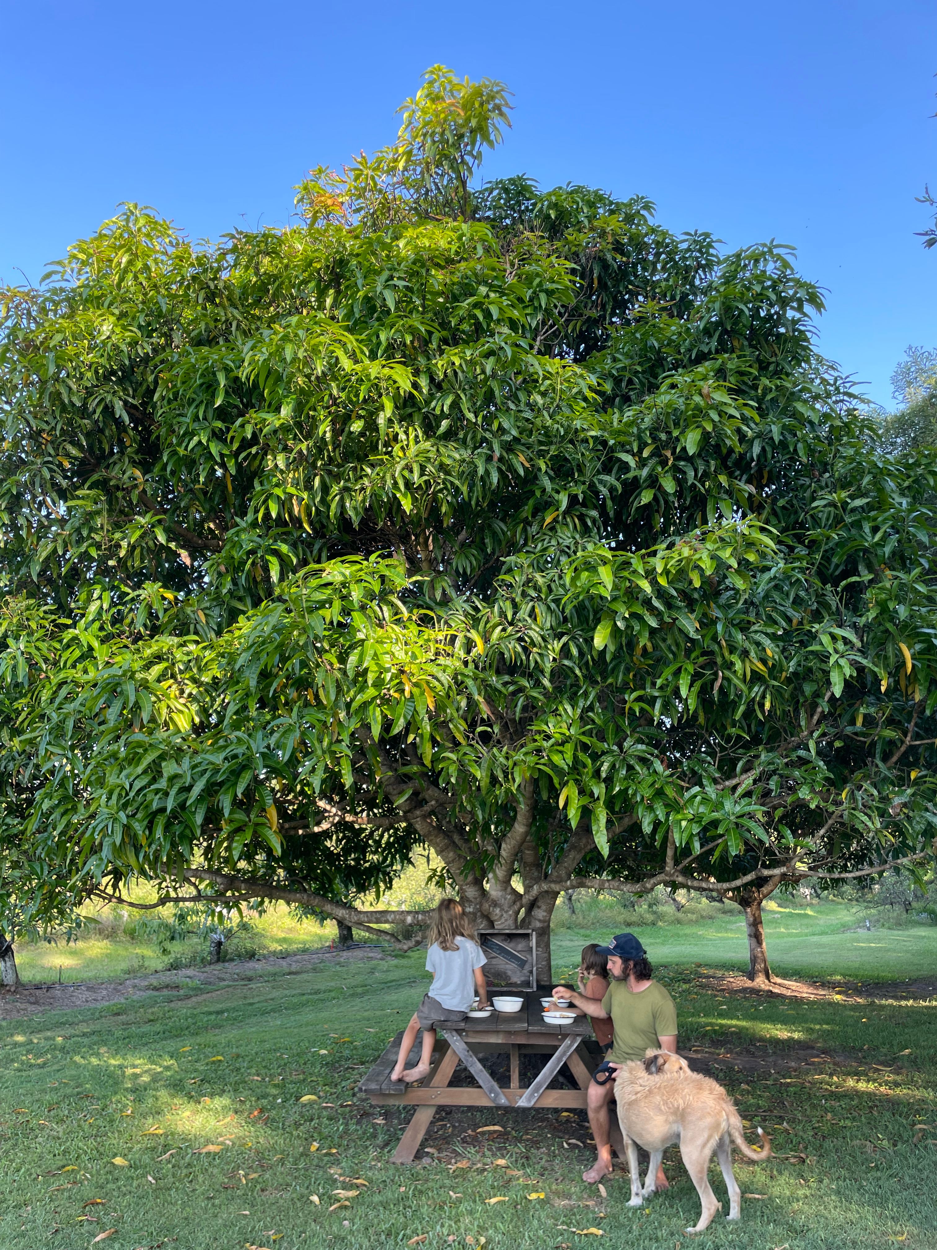 Snacks under the Mango tree 