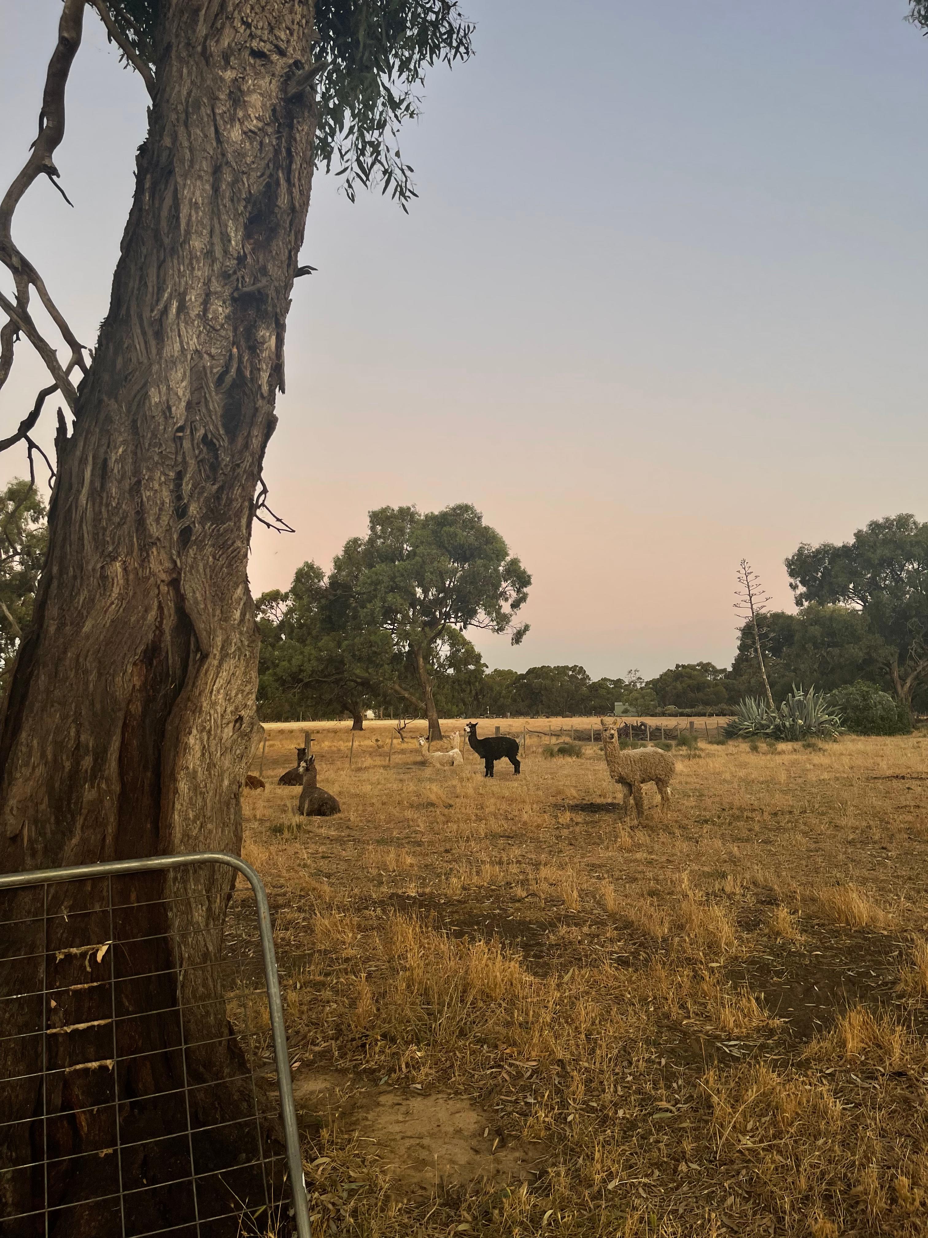 Tom’s Run Alpaca Farm