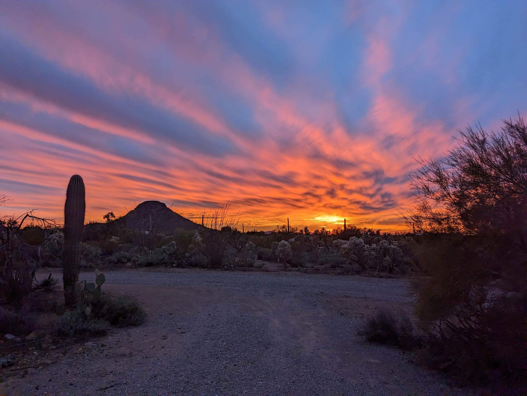 Saguaro national monument west