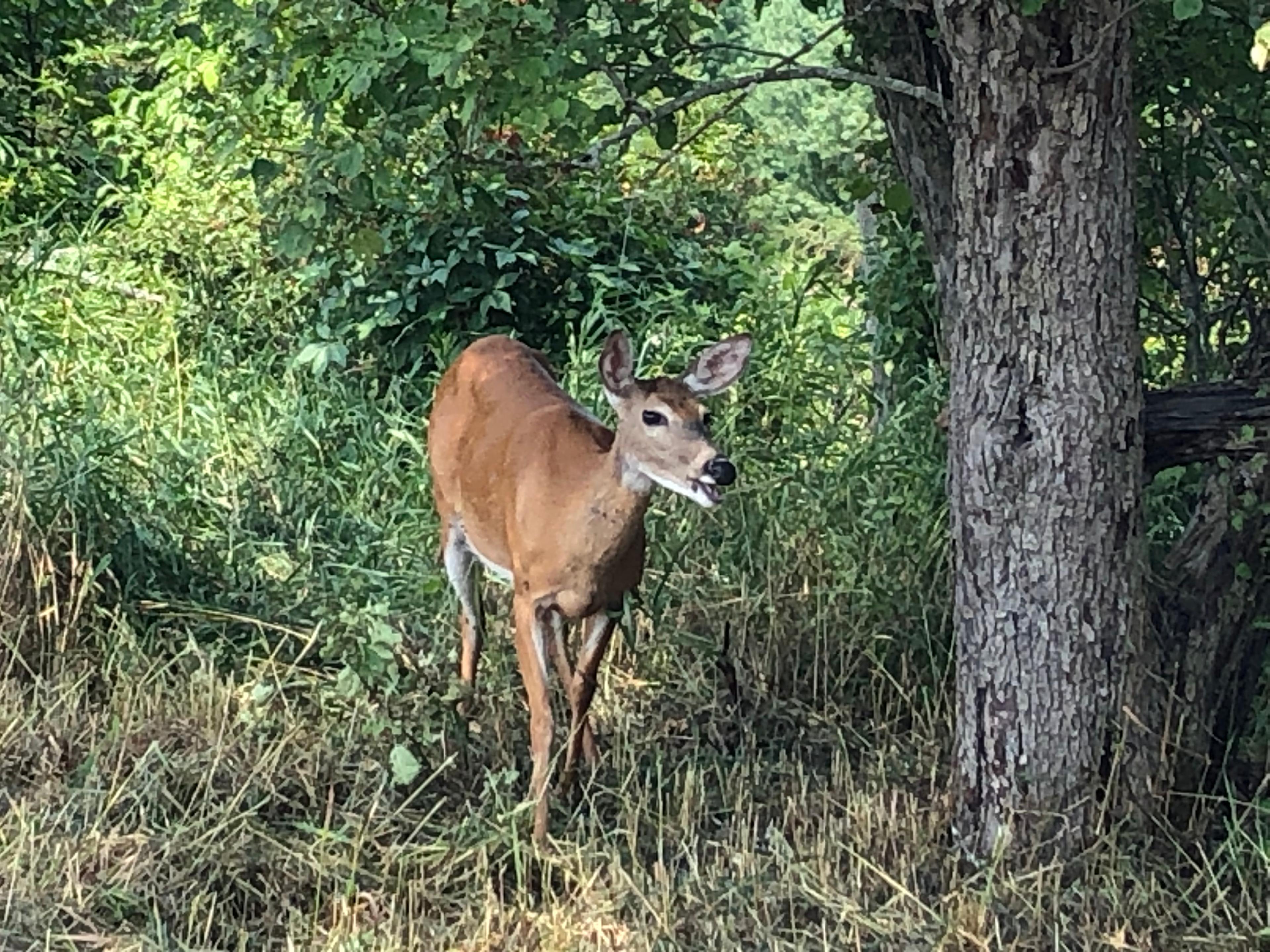 wildlife