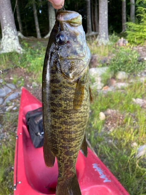 Smallmouth bass