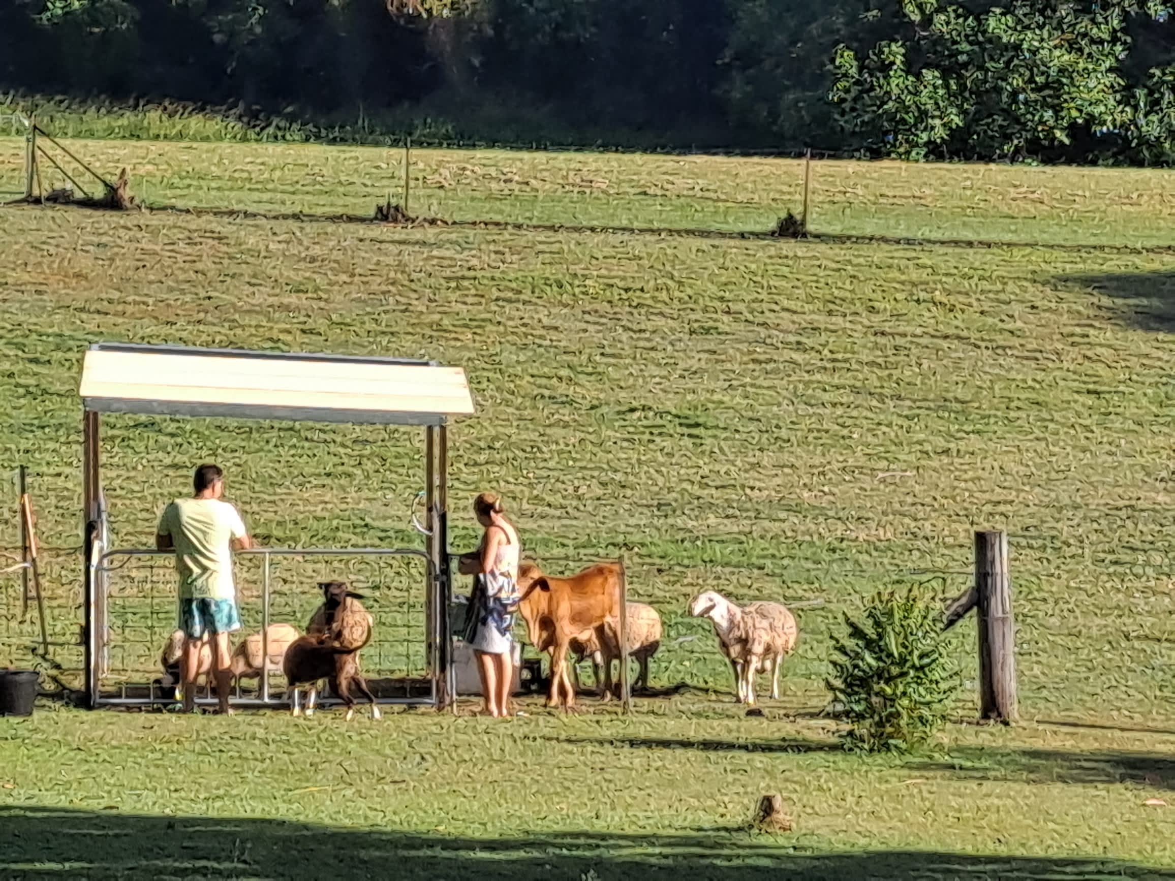 Feeding time every afternoon